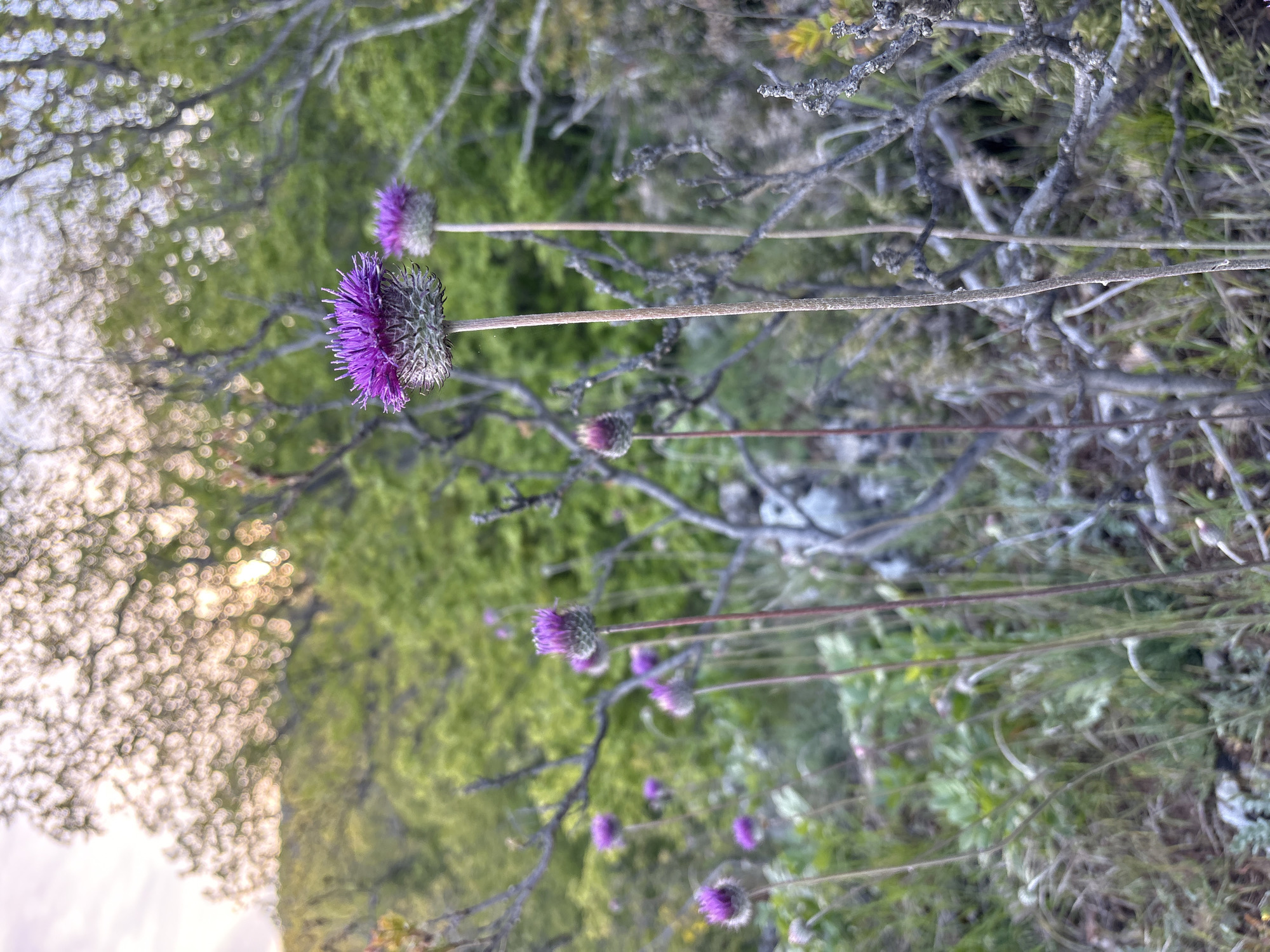 The image shows a cluster of purple thistle-like flowers growing in a field in Kiparisnoe, Ukraine. The flowers are in various stages of bloom, and some have already gone to seed. The background is blurry, but it appears to be a mix of trees and shrubs. The lighting is soft, suggesting that the photo was taken in the morning or evening.