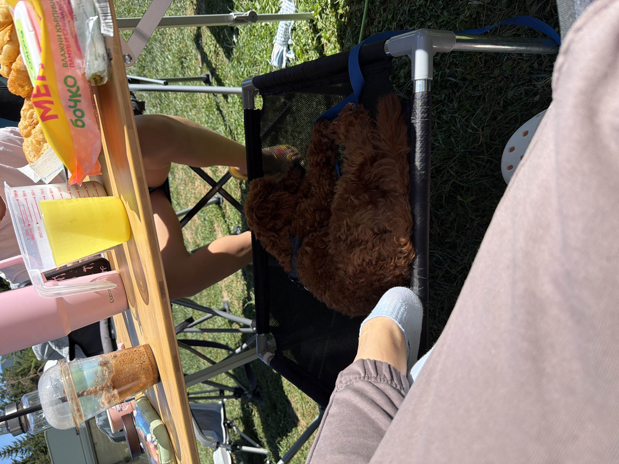 The image depicts an outdoor scene on a sunny day, likely in Sarnitsa, Bulgaria, given the context. In the foreground, a person's legs are visible, one foot wearing a light blue sock and the other a white Croc. They are seated and leaning towards a small brown dog curled up on a black pet cot. The dog appears to be a poodle mix.
On a wooden table to the left, there are several items: a clear plastic cup with a brown beverage and a lid, a pink insulated tumbler with the "Qudo" logo, and a clear plastic measuring cup filled with a bright yellow liquid. Further to the right on the table, partially obscured by the measuring cup, are some food items, including what appear to be pastries or fried dough, and a package with Cyrillic text that reads "БОЧКО" and "МЕ".
The background shows green grass, a folding chair, and trees under a clear blue sky. The overall impression is a casual outdoor gathering, possibly a picnic or camping trip.