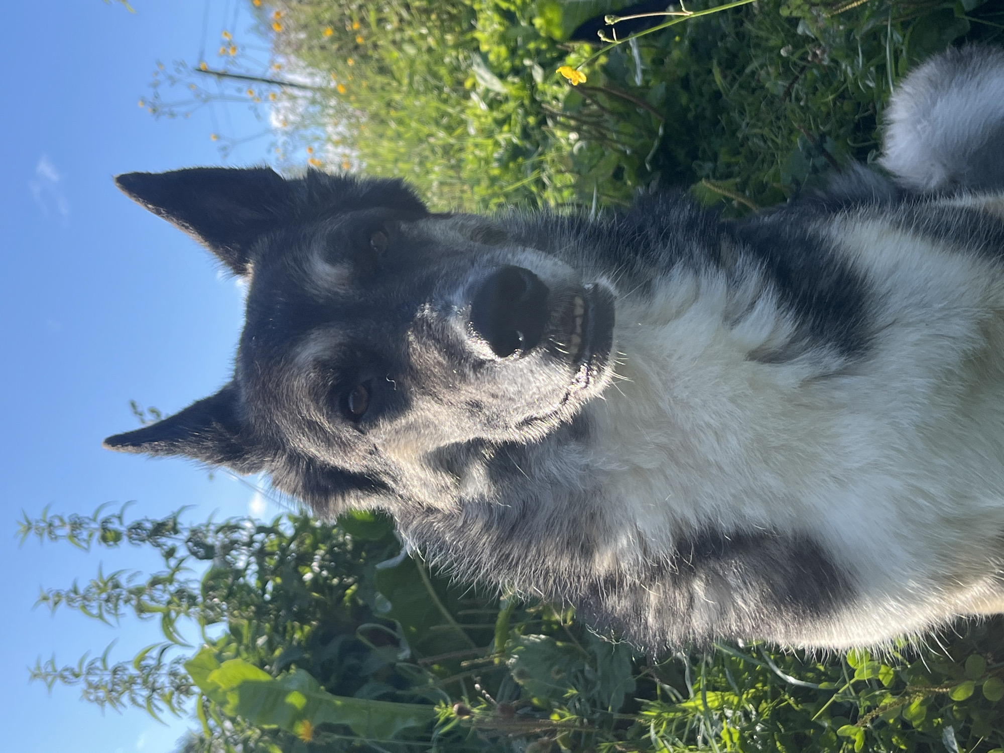 An adult dog, appearing to be of a Husky or German Shepherd mix, sits outdoors in a grassy, overgrown area. The dog's fur is predominantly black and white, with distinctive markings around its face and chest. Its ears are erect, and its mouth is slightly open, revealing teeth. The background consists of lush green foliage, including tall stalks of plants and smaller leafy plants, interspersed with scattered yellow wildflowers. The sky above is a clear blue with a few wispy clouds. The lighting suggests it is daytime, with sunlight illuminating the scene and casting shadows. There are no discernible human subjects or man-made structures in the immediate vicinity. The setting appears to be a natural or semi-wild environment, possibly a park or undeveloped land within a city.