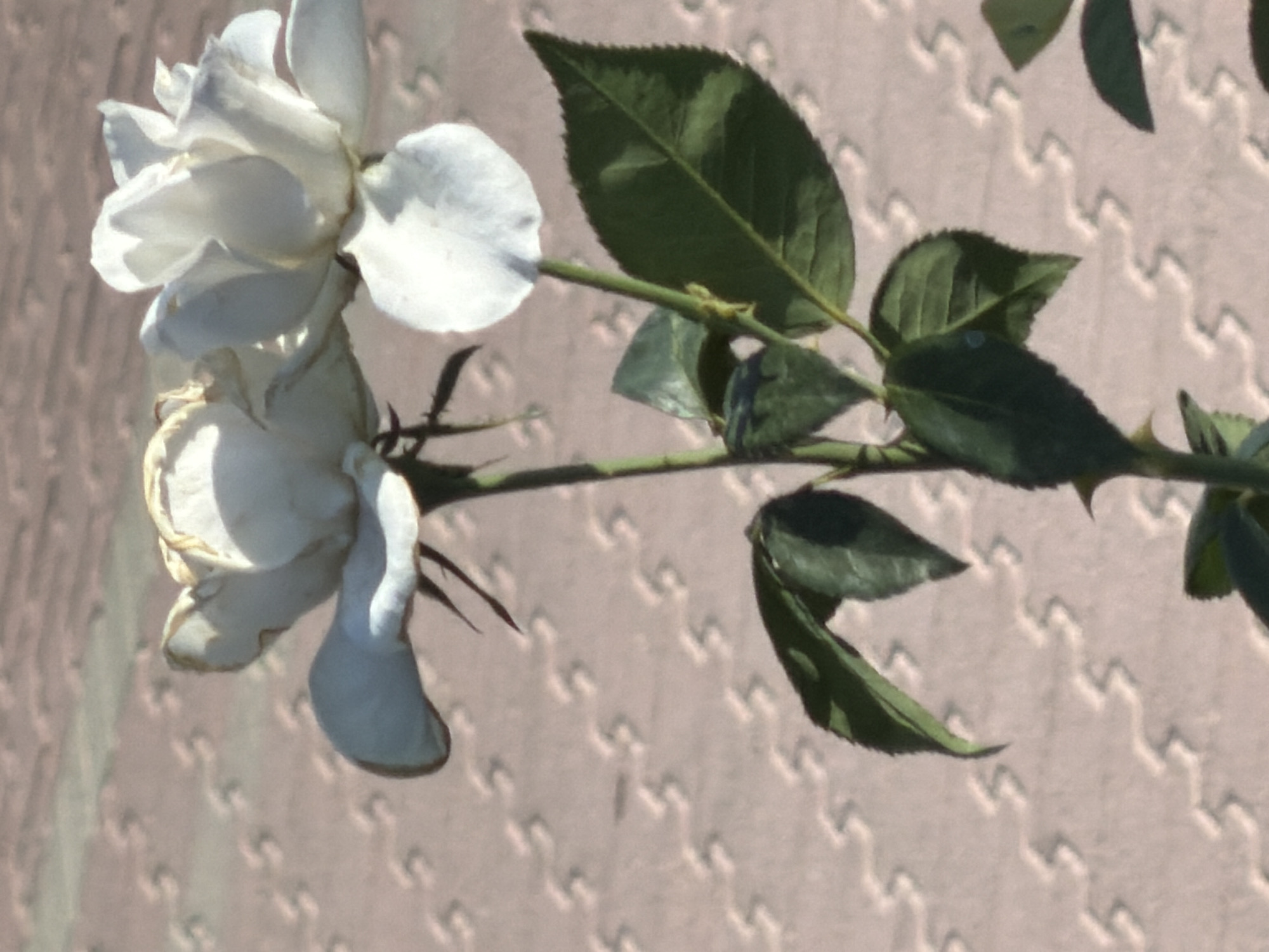 The image depicts two white roses against a pink, textured background. One rose is in the foreground on the right, with its petals open. Another rose is partially visible on the left, appearing slightly wilted. Green leaves and thorny stems are also visible. The background features a repeating pattern of raised shapes, resembling a decorative paving stone or textured surface. There are no people or animals in the image. The lighting suggests an outdoor setting, possibly during daylight. The specific location in Rostov-on-Don, Russia, cannot be determined from the visual information alone.