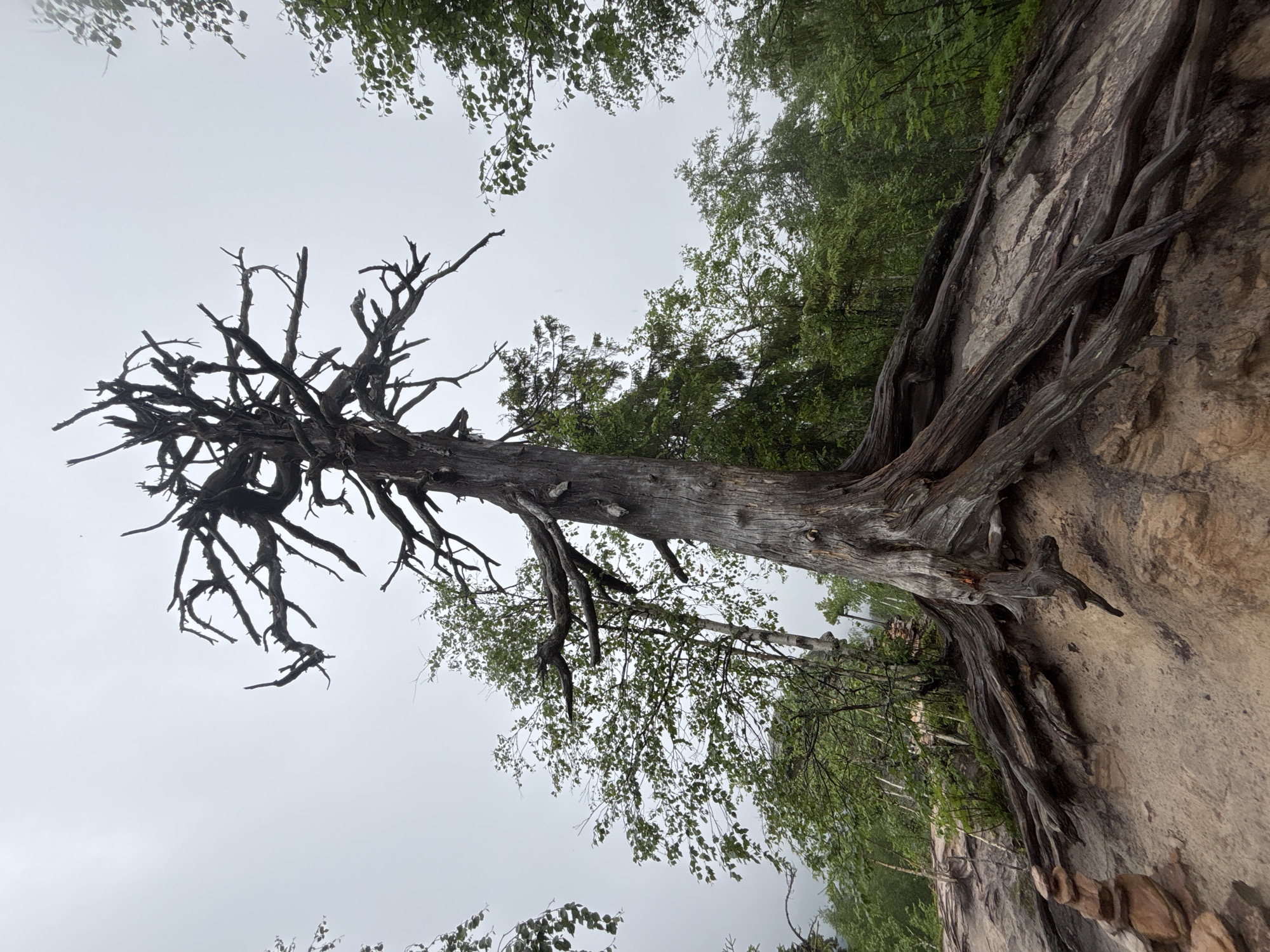 An ancient, gnarled dead tree with exposed roots stands on a rocky outcrop, its skeletal branches reaching towards an overcast sky. The tree's bark is deeply furrowed and gray, indicating significant age and decay. The roots, thick and twisted, snake across the sandy soil, gripping the rock face for support. In the background, lush green foliage of other trees creates a contrast with the starkness of the dead tree. To the left of the frame, a small stack of balanced stones sits on the ground, possibly a cairn. The environment appears to be a natural setting, likely a forest or a park with elevated terrain. The location is identified as Shumikhinskii, Russia. There are no people or animals visible in the image.