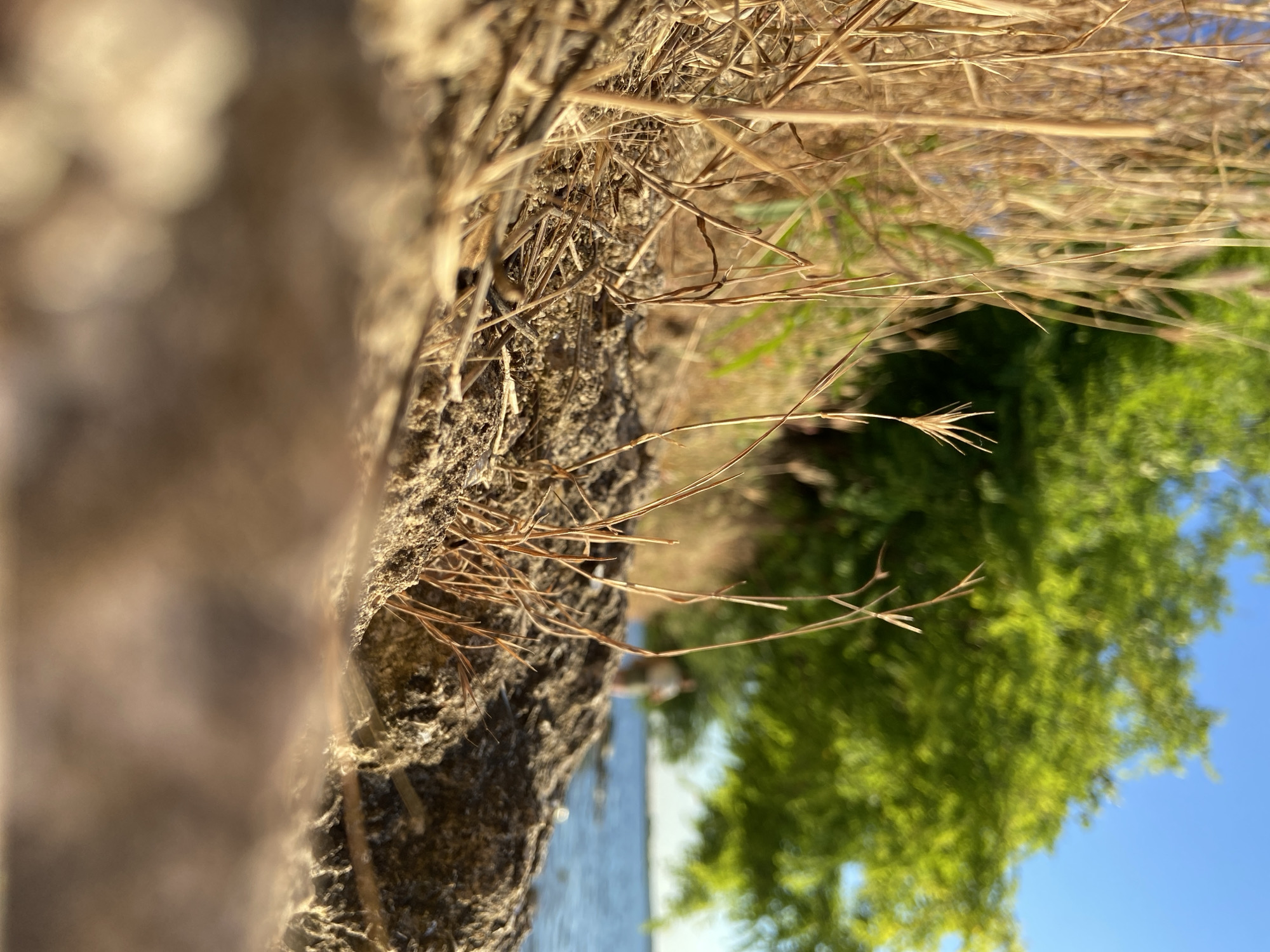 The image shows a close-up, low-angle view of dry grass and dirt in the foreground, with a body of water and a green tree in the background. The water appears to be a lake or ocean, with a faint horizon line visible. The tree is lush and full, suggesting a warm climate. A person is partially visible in the background, standing near the water. The overall impression is one of a natural, outdoor setting. The scene is likely a park or natural area located near a body of water.