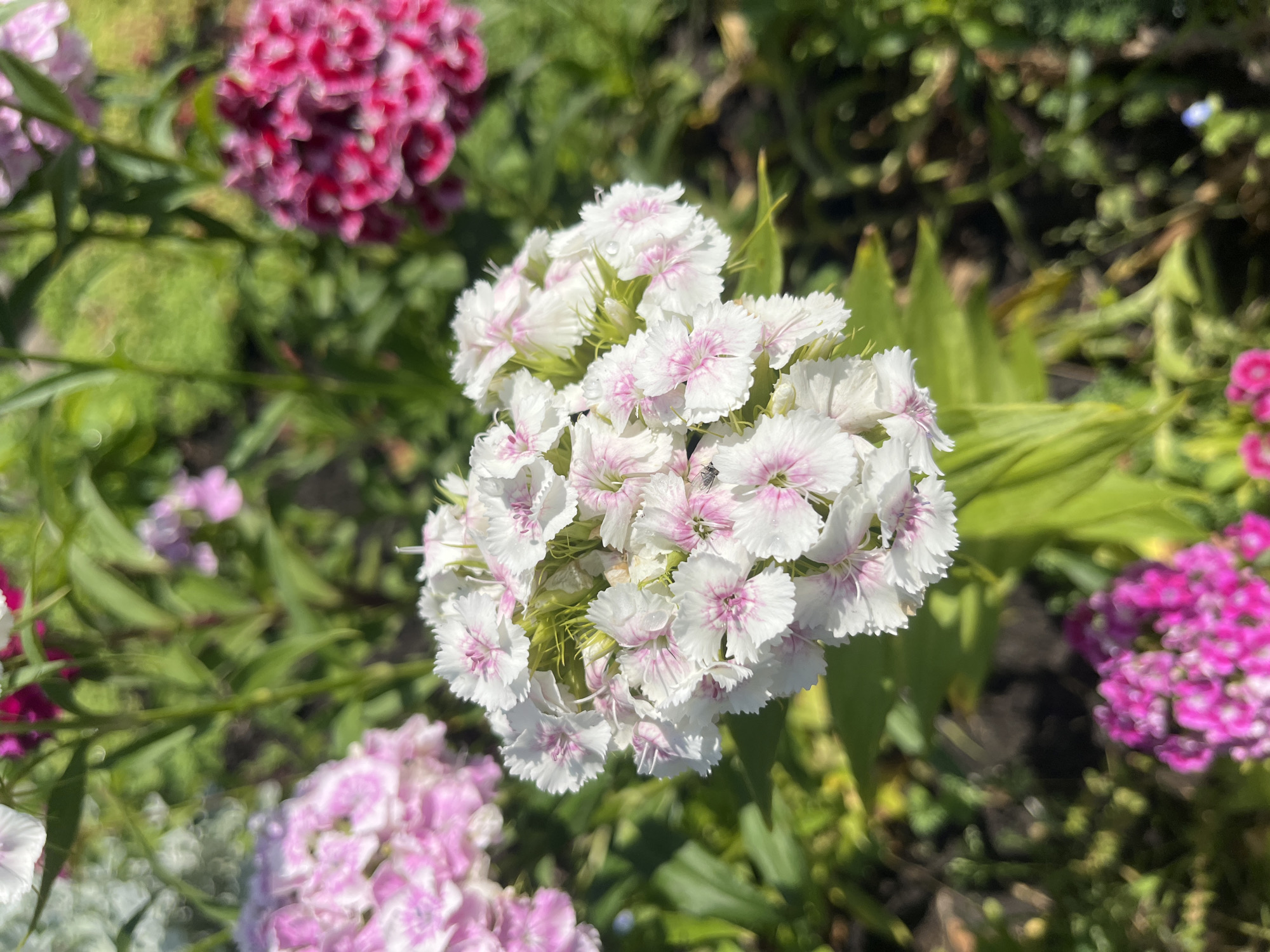 The image depicts a cluster of white and pink Sweet William (Dianthus barbatus) flowers in a garden setting. Other flower clusters in various shades of pink and red are visible in the surrounding area. The scene appears to be outdoors with green foliage and other plants creating a natural backdrop. The location is Krasnodar, Russia.