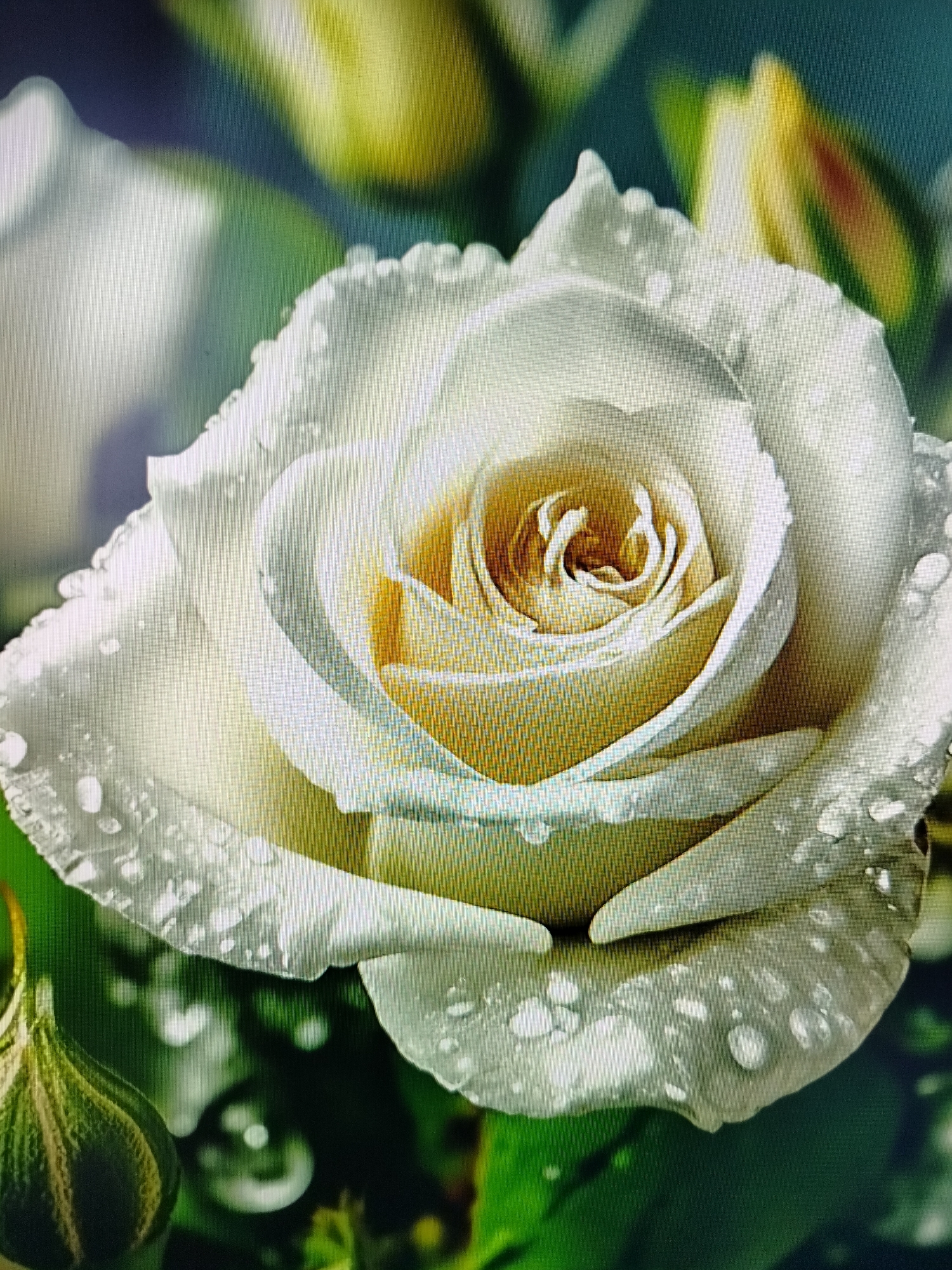 The image is a close-up, eye-level shot of a single white rose with dew drops on its petals. The rose is in full bloom, with its petals unfurling to reveal a golden center. The background is blurred, showing hints of other flowers and greenery. There are no people or discernible man-made objects in the image. The scene appears to be outdoors in a natural setting, possibly a garden. The question asks for details about the location in Yashkino, Russia, however, the image itself does not provide any specific information that would allow for identification of this location.