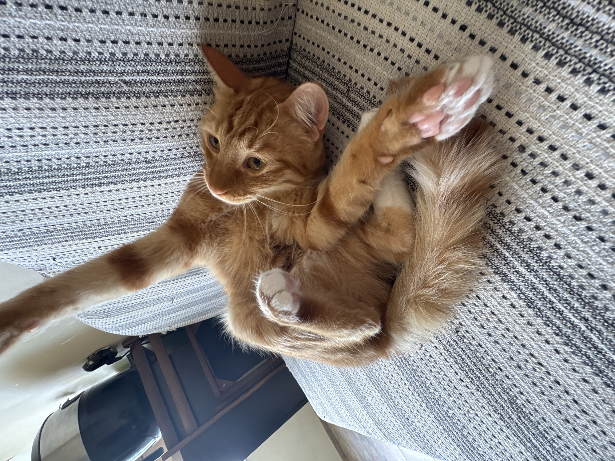 An orange tabby cat is lying on its back on a striped sofa. The cat's front paws are extended upwards, and its hind legs are curled towards its body. The cat's eyes are open, and it appears to be relaxed. The background shows a room with a cylindrical object on a shelf and a wooden chair. The scene is indoors, and the lighting suggests it is daytime. The location in the city of Vratsa, Bulgaria, is not discernible from the image itself.