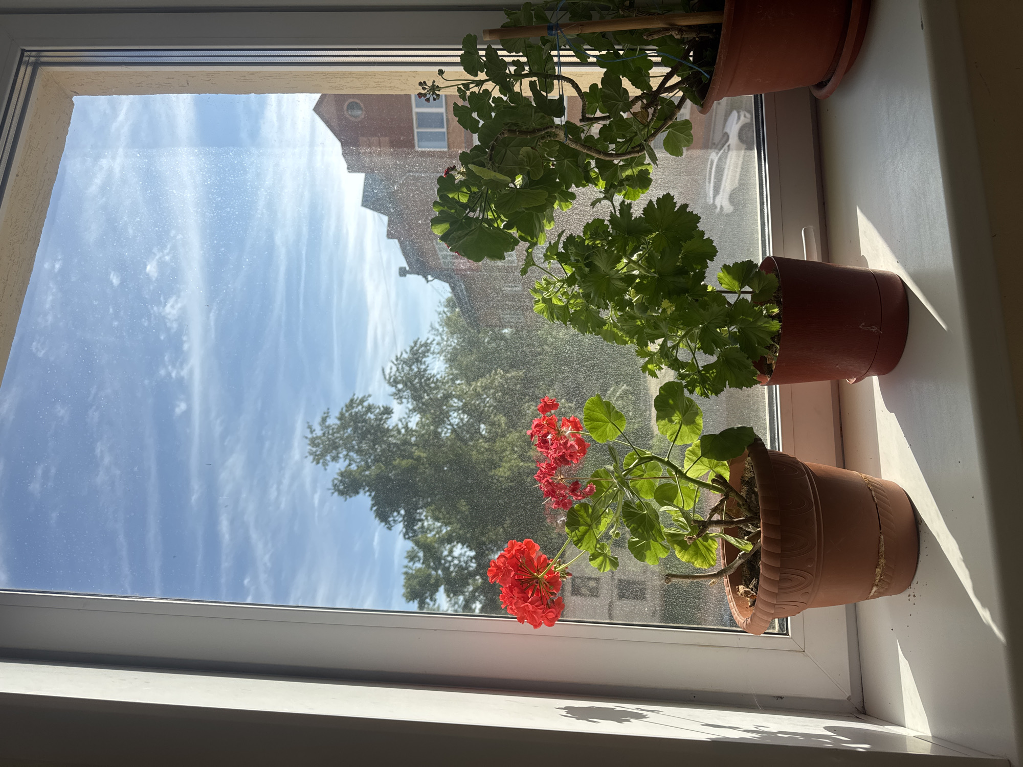 The image captures a sunlit view from inside a room looking out through a window. On a white windowsill, three potted plants are arranged. In the foreground, a vibrant geranium plant displays clusters of red flowers and green leaves in a terracotta-colored pot that appears to be cracked or mended. Behind it, another plant with broad green leaves, also likely a geranium, sits in a similar pot. A third plant with denser foliage is partially visible further back on the sill.
Beyond the windowpane, a bright blue sky with wispy white clouds dominates the upper portion of the view. A large green tree is prominent in the middle ground, and parts of urban architecture are visible in the distance. To the left, a distinct red-brick building with a circular window can be seen. The window glass itself is speckled with numerous small particles, possibly dust or water.
Strong sunlight streams through the window, creating sharp shadows of the plants and the window frame on the white windowsill and the adjacent wall, indicating daytime, likely morning or late afternoon. The scene is peaceful and static, with no human or animal activity. There is no visible text. The setting is a domestic space, consistent with the location context of Chaikovsky, Russia.