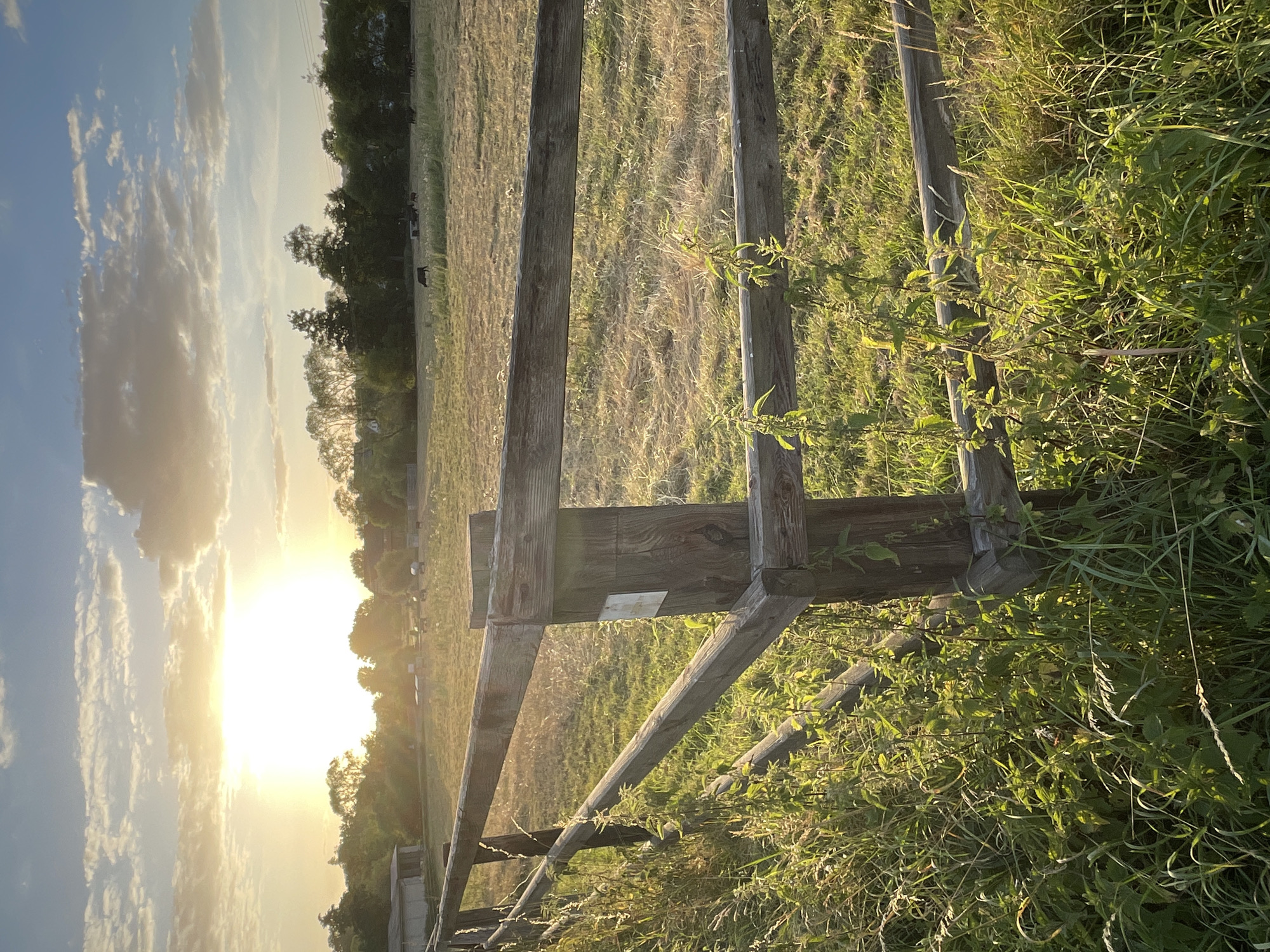 The image shows a rural scene at sunset. A wooden fence runs diagonally across the foreground, with tall grass growing around its base. In the background, a field is visible, with several cows grazing. Trees line the horizon, and the sun is setting in the sky, casting a warm glow over the landscape. The image was taken in Neukirchen, Germany.