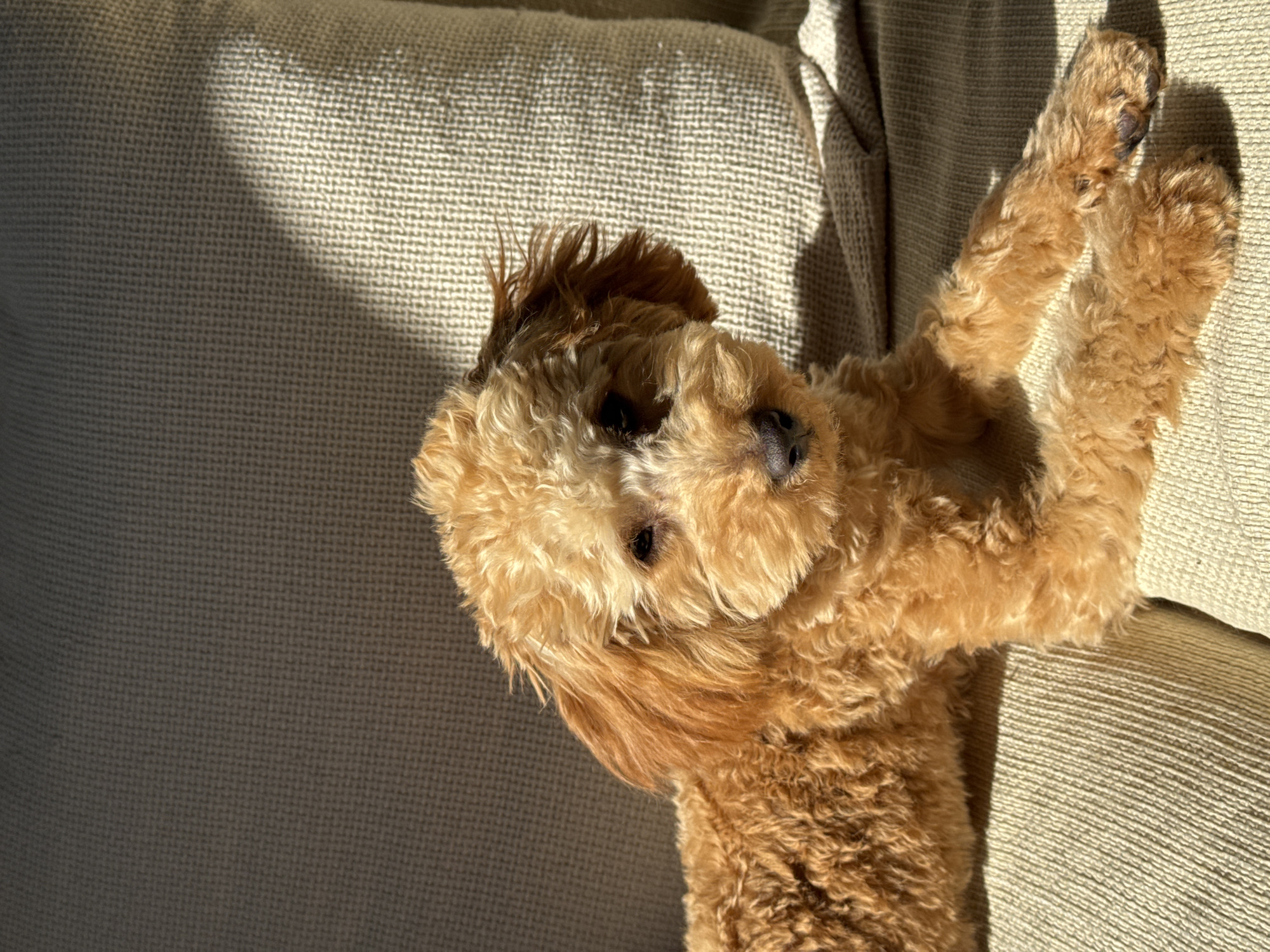 A golden brown poodle lies on a light beige, textured couch. The dog is positioned on its back with its paws in the air. Light streams across the couch and the dog's fur, creating shadows and highlights. The location cannot be determined from the visual information given.