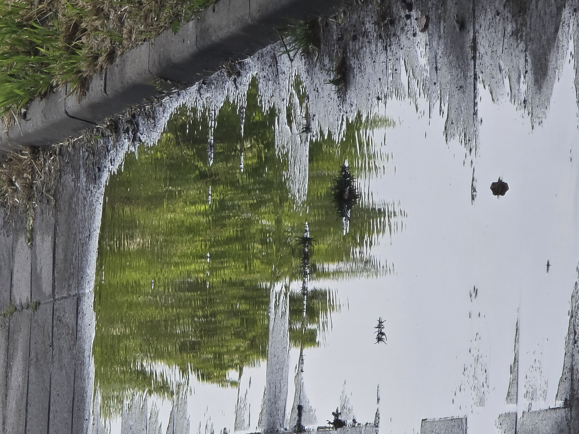 A photograph shows a puddle reflecting a scene, possibly within a city, given the presence of a concrete curb and what seems to be a paved surface. The reflection includes green foliage or trees. There are several small objects floating on or near the surface of the water. The puddle is situated along the edge of the concrete curb. The photograph is taken at ground level, capturing the water's surface and immediate surroundings. The city in which this image was taken is unknown.