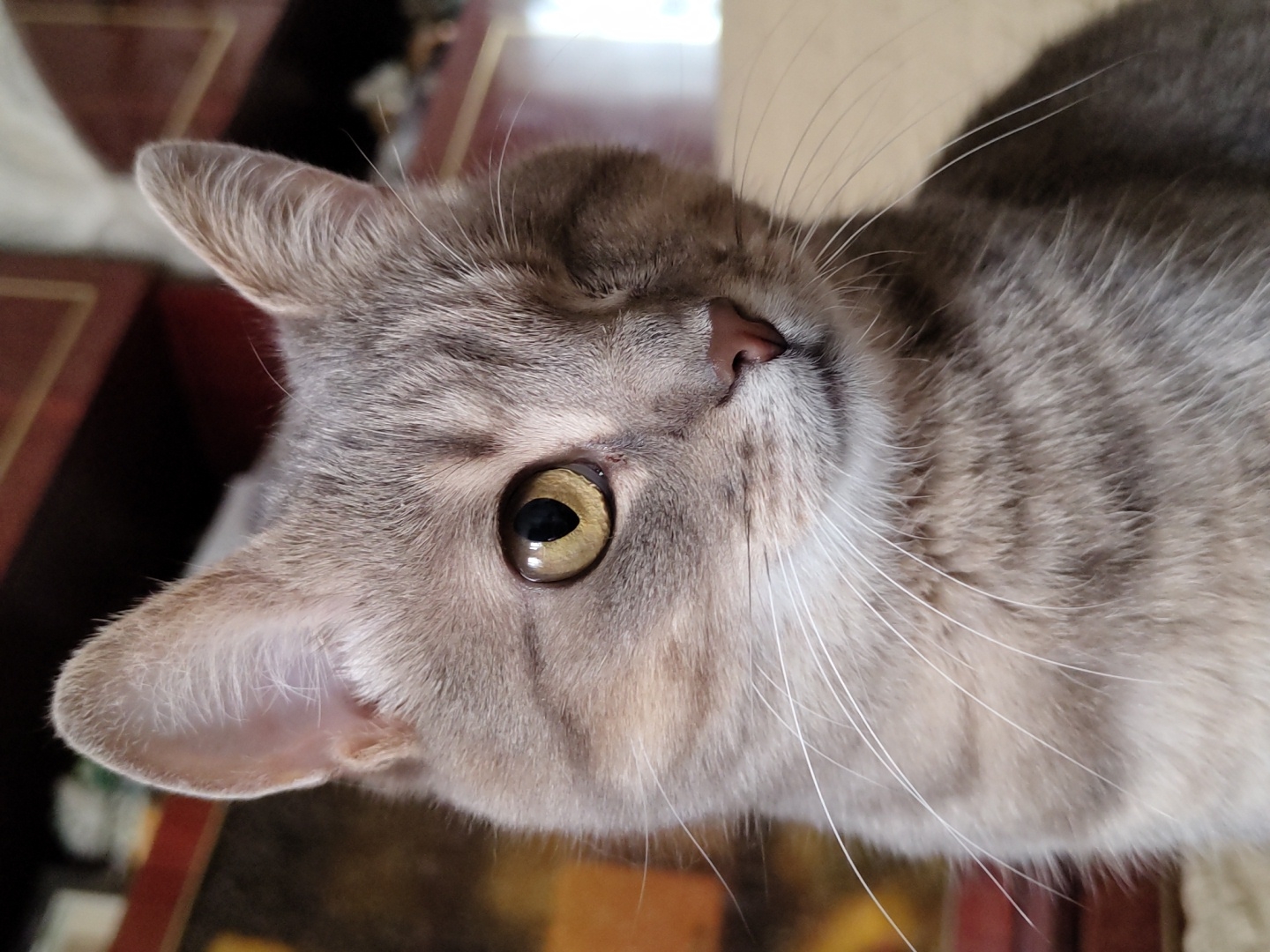 A close-up, eye-level portrait shows a light gray tabby cat with one visible eye. The cat is positioned slightly to the left, with its head turned to the right. The visible eye is a striking yellow-green color, and the pupil is a dark, round shape. The cat's right eye is closed or missing. Its whiskers are long and white, fanning out from its muzzle. The cat's fur is short and sleek, with faint tabby markings visible. The background is blurred, but appears to be an indoor setting with wooden furniture. The lighting is soft, casting a gentle glow on the cat's face.