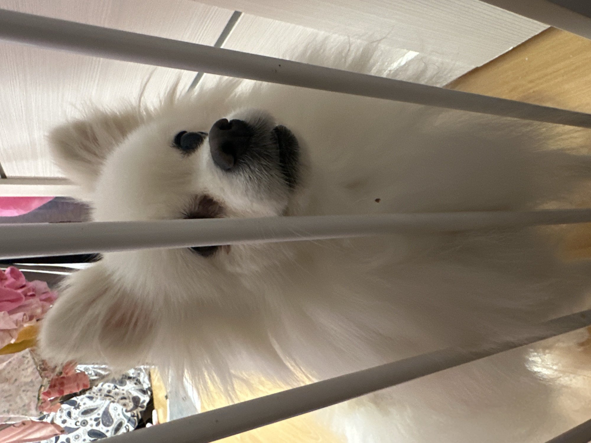 The image shows a white Pomeranian dog behind a white gate. The dog has dark eyes and a dark nose. The background consists of a wooden floor and some curtains or clothing. There are no visible elements that indicate the location is the city of Ufa, Russia.