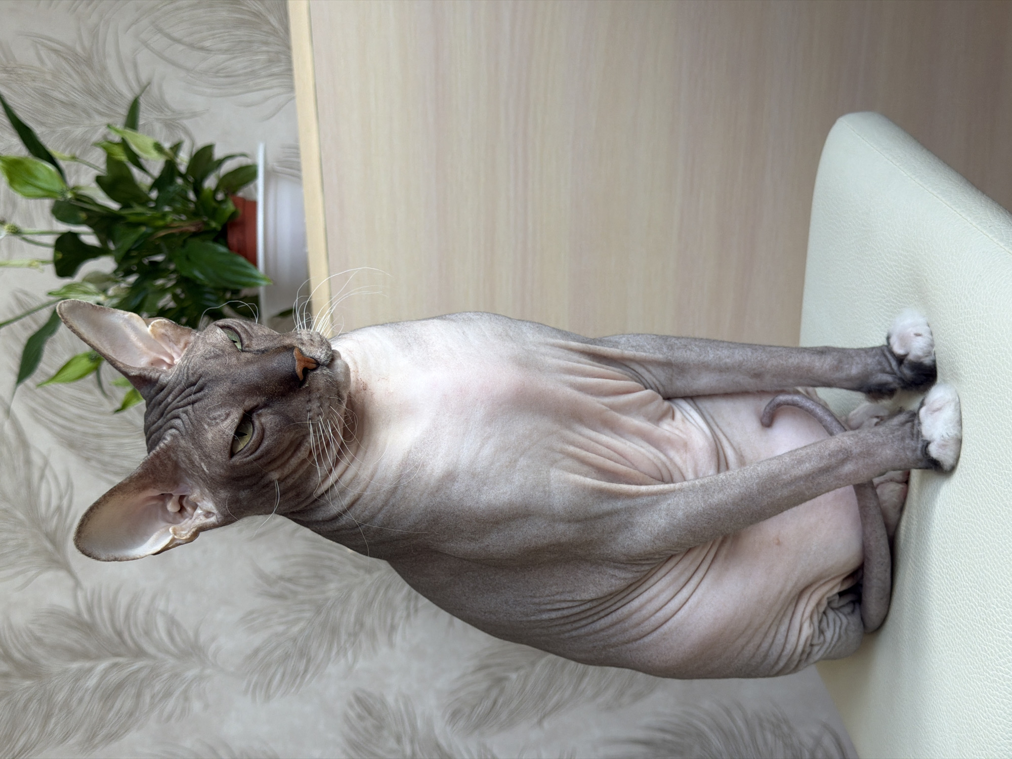 A hairless cat, likely a Sphynx breed, sits on a light-colored cushioned surface. The cat has grey skin with wrinkled texture and large ears. Its eyes are partially closed, giving it a grumpy or sleepy expression. Behind the cat, a green plant in a pot is visible. The background features wallpaper with a light, feather-like pattern. The overall scene appears to be indoors, in a domestic setting. The location is not specified in the image.