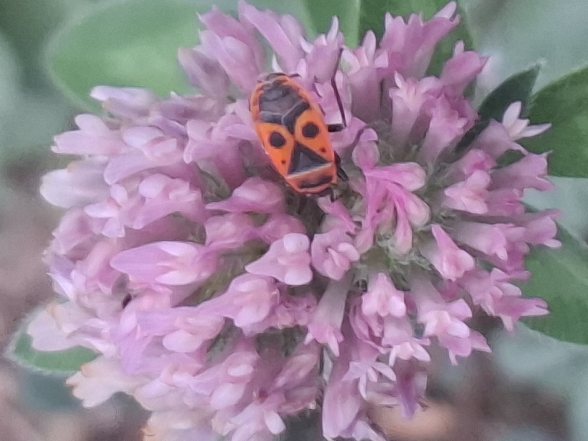 The image shows a close-up of a red and black beetle on a cluster of pink flowers. The beetle is oval-shaped with distinct red markings and black spots on its back. The flowers are small and delicate, with many petals clustered together. The background is softly blurred, suggesting a natural outdoor setting, possibly a garden or park. The lighting is soft and diffused. No specific location in Almaty, Kazakhstan, can be identified from the image.