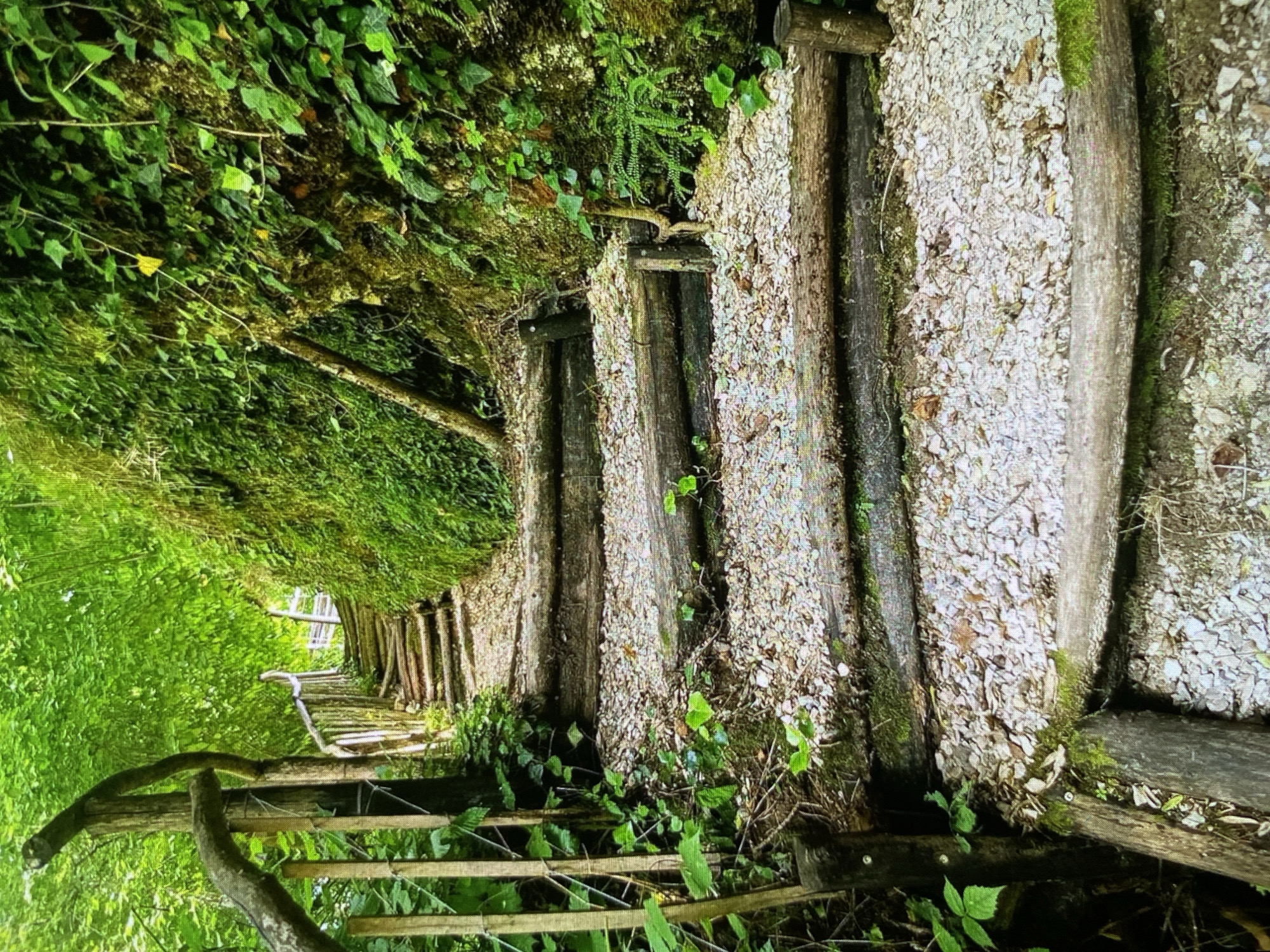 The original image, rotated 90 degrees clockwise, presents a winding outdoor path or staircase ascending a steep, verdant slope. The path is constructed from rustic wooden logs acting as risers and borders, with the walking surface composed of light-colored gravel or small stones.
To the left of the path (when viewed upright), a wooden railing or support structure accompanies the ascent. The surrounding environment is characterized by an abundance of lush green foliage, including ivy climbing the embankment, various leafy plants, and moss covering parts of the wooden structures and ground. The dense vegetation creates a natural, arching canopy over the path, especially further up where it appears to narrow and curve. Sunlight filters through the leaves, illuminating the scene. The path exhibits natural integration, with moss and small plants growing on the logs.
No people are present, lending a serene and tranquil atmosphere to the natural trail or hiking route. The image captures a vibrant, overgrown forest or garden pathway during what appears to be daytime. This scenic pathway is located in Bankya, Bulgaria. There is no visible text in the image.