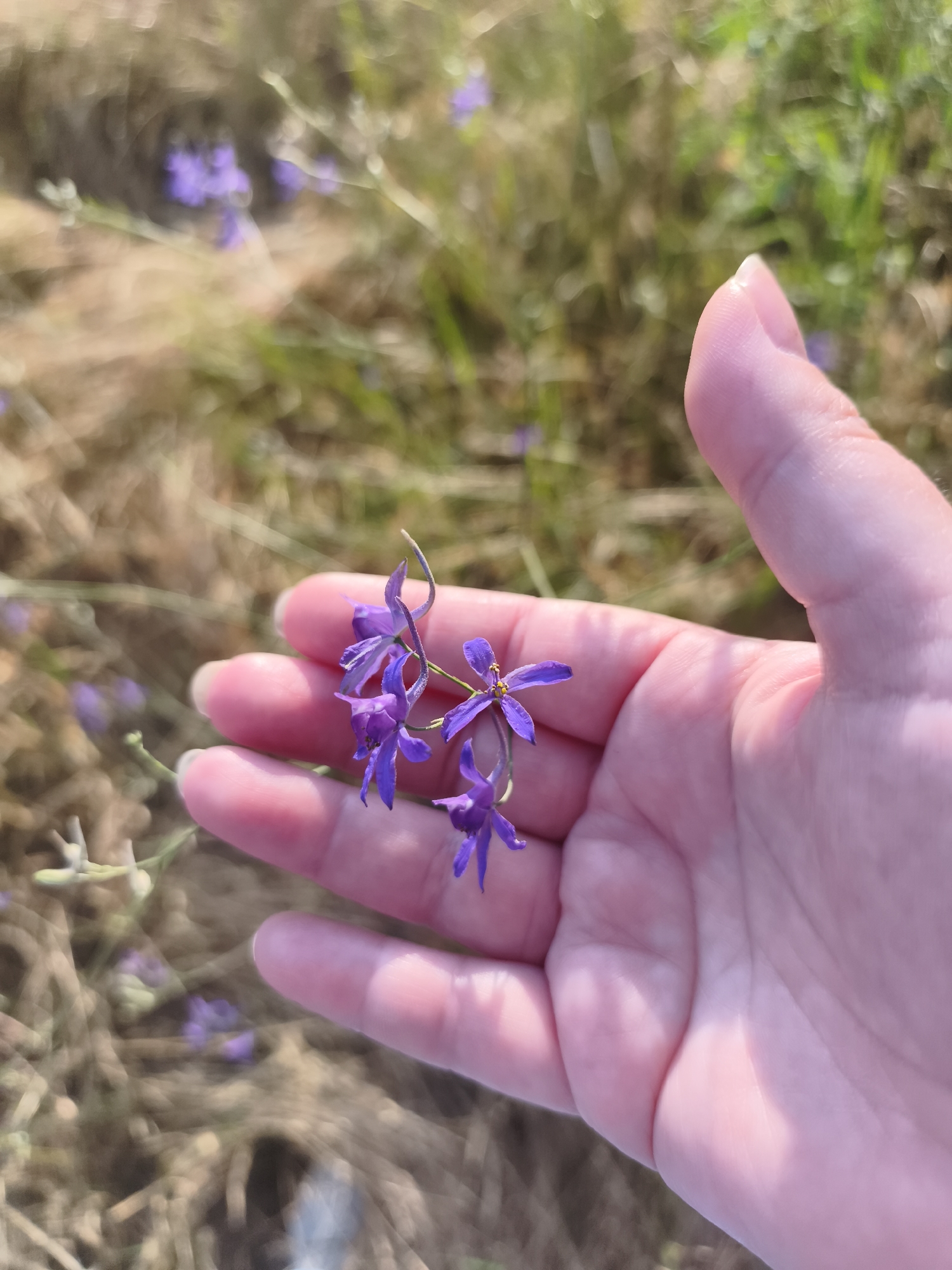 A person's hand is holding a small cluster of purple flowers. The hand is light-skinned and is open, with the flowers resting on the palm and fingers. The background is blurred and appears to be a field or meadow with dry grass and some green vegetation. There are also small purple flowers scattered in the background, suggesting they are the same type as the ones being held. The lighting suggests it is daytime, possibly sunny, given the highlights on the hand. The image seems to be taken from a close-up perspective, focusing on the hand and the flowers. The location is described as Codru, Moldova.