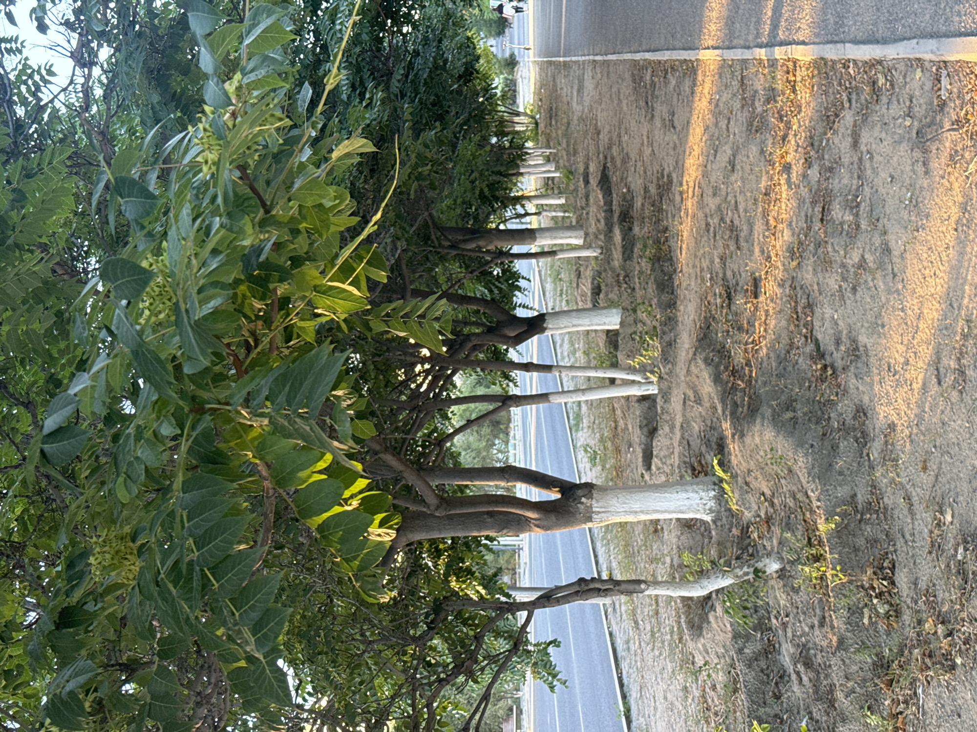 A row of trees with whitewashed bases lines a dusty path adjacent to a road in Aktau, Kazakhstan. The trees have green leaves and some are bearing small, green seed clusters. The sun casts long shadows across the ground, suggesting it is late afternoon or early morning. The road appears to be a street or highway with cars visible in the distance. On the opposite side of the road, there are more trees and what appears to be a sidewalk or park area. Further down the path, two figures are walking away from the camera, one of them on a scooter. The overall scene depicts a typical urban environment with a focus on the natural elements of trees and greenery.