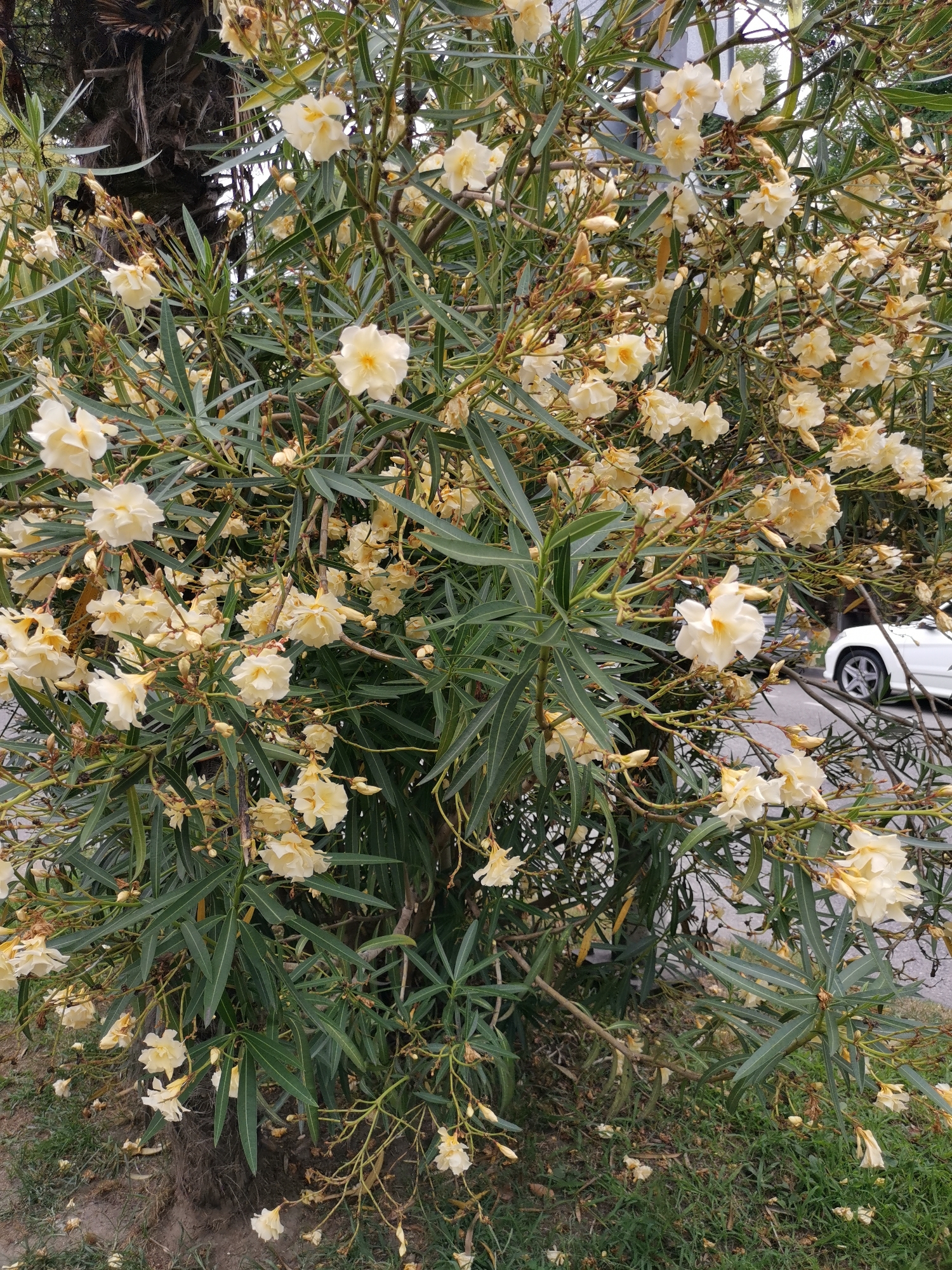 A close-up, eye-level shot captures a dense, flowering shrub with pale yellow blossoms and long, narrow green leaves. The shrub is positioned in front of a dark, rough-barked tree trunk on the left. The background shows a paved surface, possibly a road, with a portion of a white car visible on the right, its rear wheel and lower body in frame. The ground beneath the shrub is covered with sparse green grass and fallen leaves and petals. The scene appears to be outdoors, likely in an urban or suburban setting. Given the context provided, the location is in the city of Sochi, Russia.