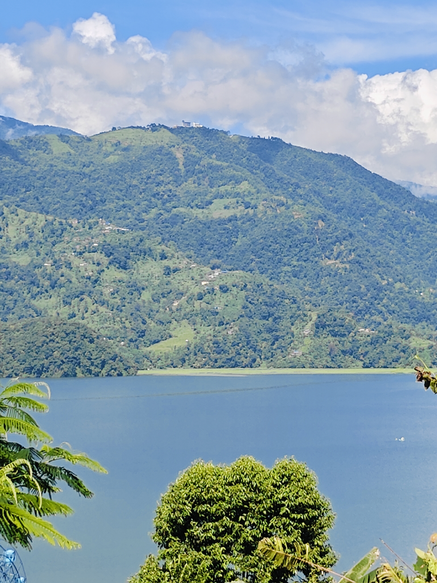 The image shows a serene landscape with a large body of blue water in the foreground, likely Phewa Lake, a prominent natural attraction in Pokhara, Nepal. The water is calm and reflects the bright blue sky dotted with white, fluffy clouds.
In the mid-ground, lush green hills rise steeply, covered in dense vegetation. Scattered across the slopes of these hills are small, white structures, possibly houses or buildings, indicating human habitation. The hills themselves appear terraced in some areas, suggesting agricultural use.
Further up, on the crest of the highest hill visible, a prominent white building complex stands out against the green backdrop. This building might be a hotel, a monastery, or some other significant structure, offering a panoramic view of the surroundings. The sky above is a vibrant blue, with a mix of wispy and cumulus clouds contributing to the picturesque scenery.
In the immediate foreground, on the left side, a portion of a leafy green plant with fronds is visible, adding a touch of vibrant green to the lower part of the frame. On the right, a dense green tree with a rounded canopy occupies the lower right corner. The overall scene evokes a sense of tranquility and natural beauty, characteristic of the Pokhara valley.