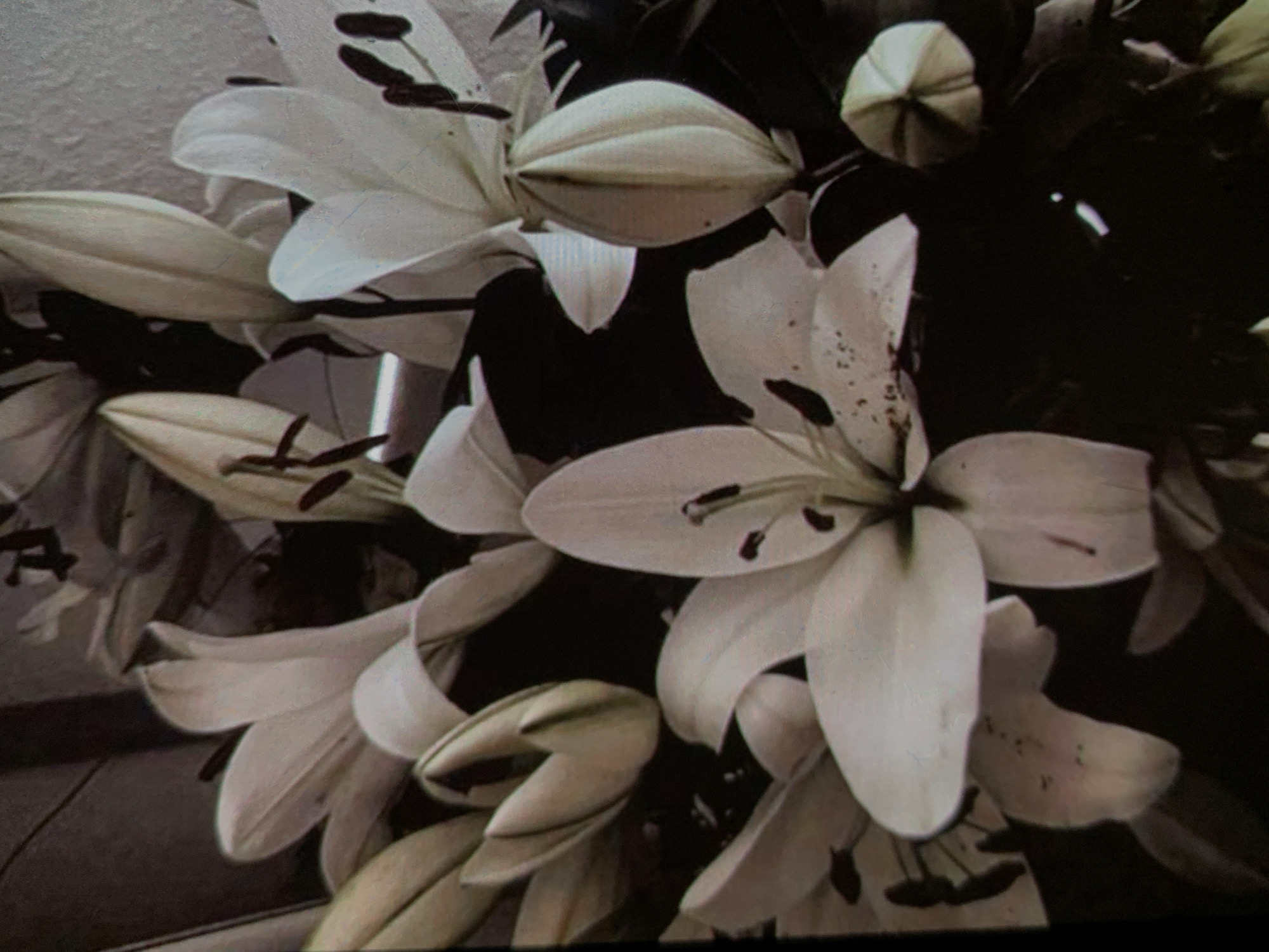 The image shows a close-up of a bouquet of white lilies against a dark background. The lilies are in various stages of bloom, with some fully open and others still in bud. The petals are delicate and translucent, with dark pollen visible on some of the open flowers. The lighting is soft and diffused, creating a slightly moody atmosphere. There is no indication of the city of Nizhny Tagil, Russia, in the image. The scene appears to be an indoor still life arrangement.