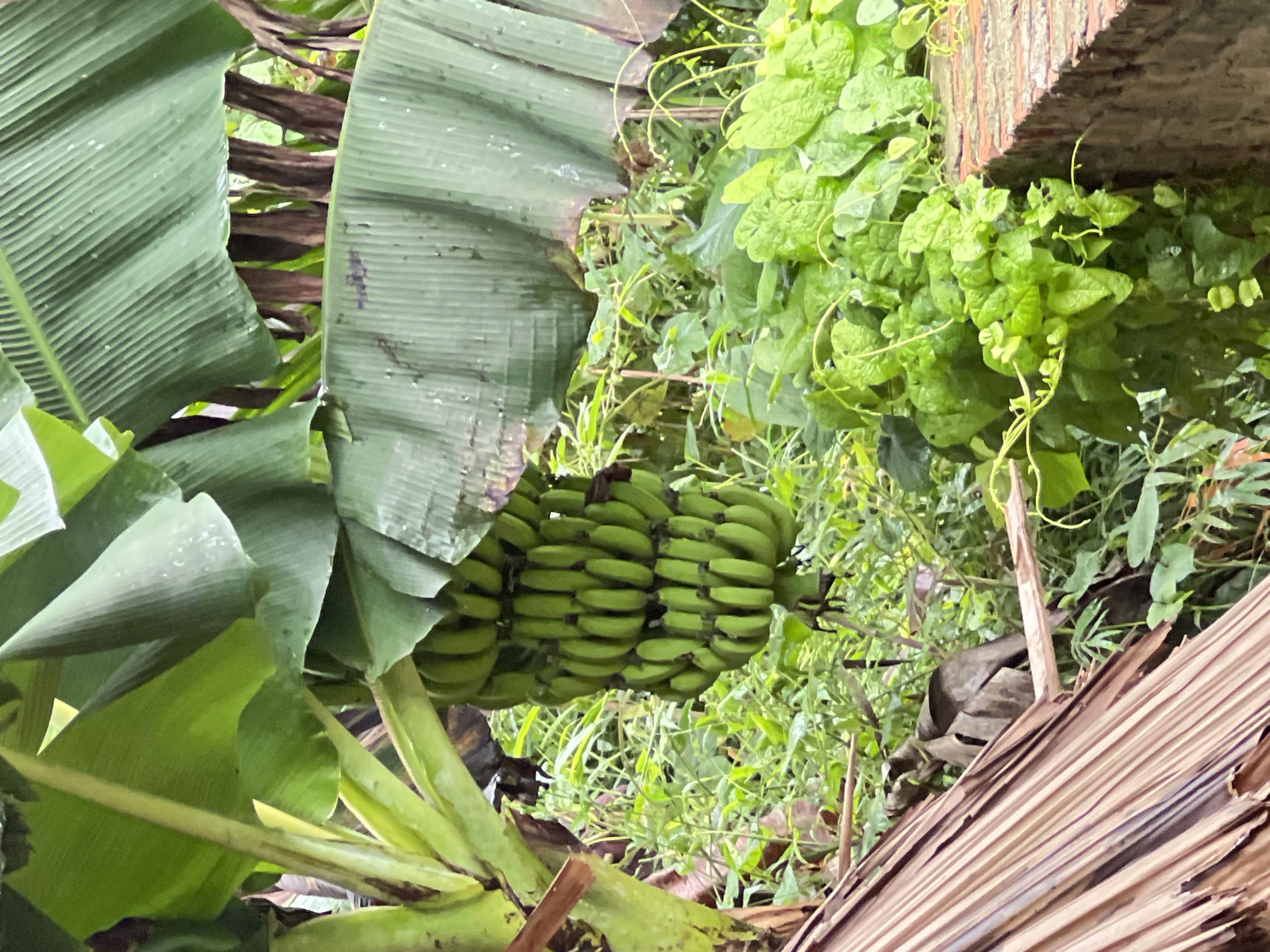 A bunch of green bananas hangs from a banana tree, partially obscured by large, drooping banana leaves. The bananas are arranged in multiple layers. In the background, lush green foliage and some dried brown leaves are visible, along with a brick wall. The scene appears to be outdoors, likely in a tropical or subtropical environment, consistent with areas like Thái Sơn Commune, Vietnam. There are no people or animals present in the image.