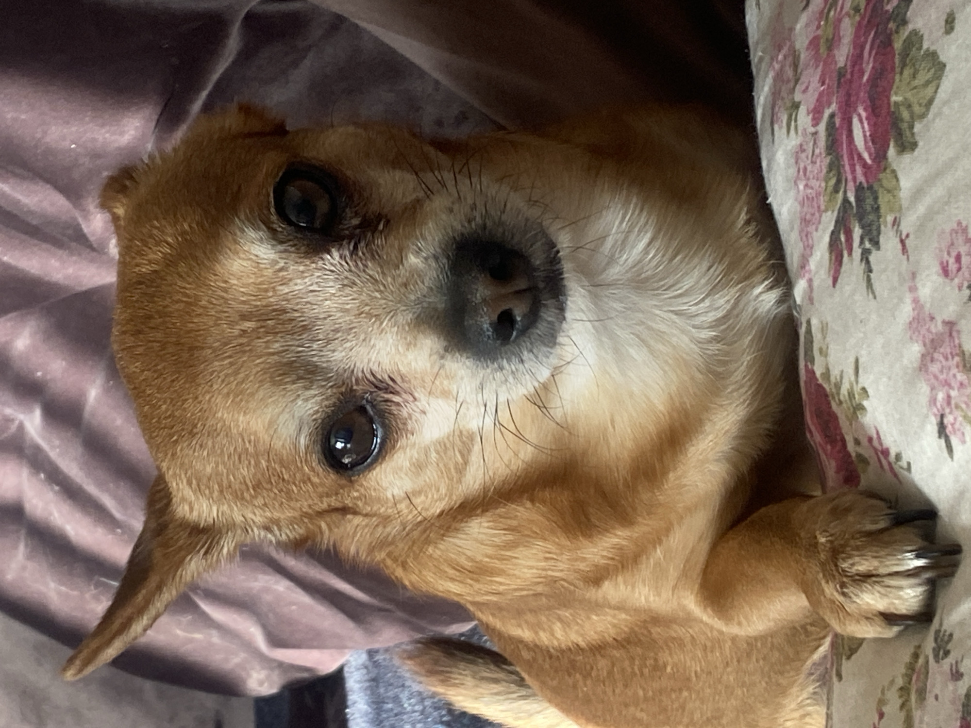 A tan Chihuahua dog lies on its back between two soft surfaces. One surface is a mauve-colored fabric, possibly a blanket or upholstered furniture. The other surface is a floral-patterned fabric, potentially a pillowcase or another fabric. The dog's head is oriented toward the camera with its eyes open, and its paws are visible on the floral fabric. The location of the scene is unknown and there is nothing in the image to suggest that it is in the city of Varna, Bulgaria.