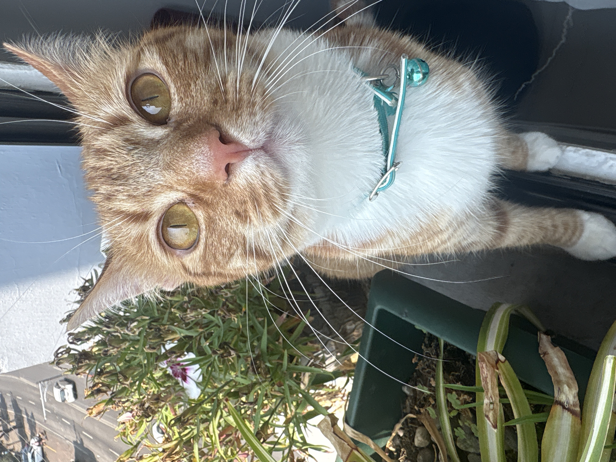 The image depicts an orange tabby cat wearing a teal collar with a bell, positioned close to the viewer, likely taken from above. The cat is looking up at the camera with its amber eyes. Below the cat, to the left of the frame, is a flower box with greenery and a few small purple flowers. In the background, a blurred urban scene is visible, including a street and buildings, suggesting the location might be Mexico City, Mexico.