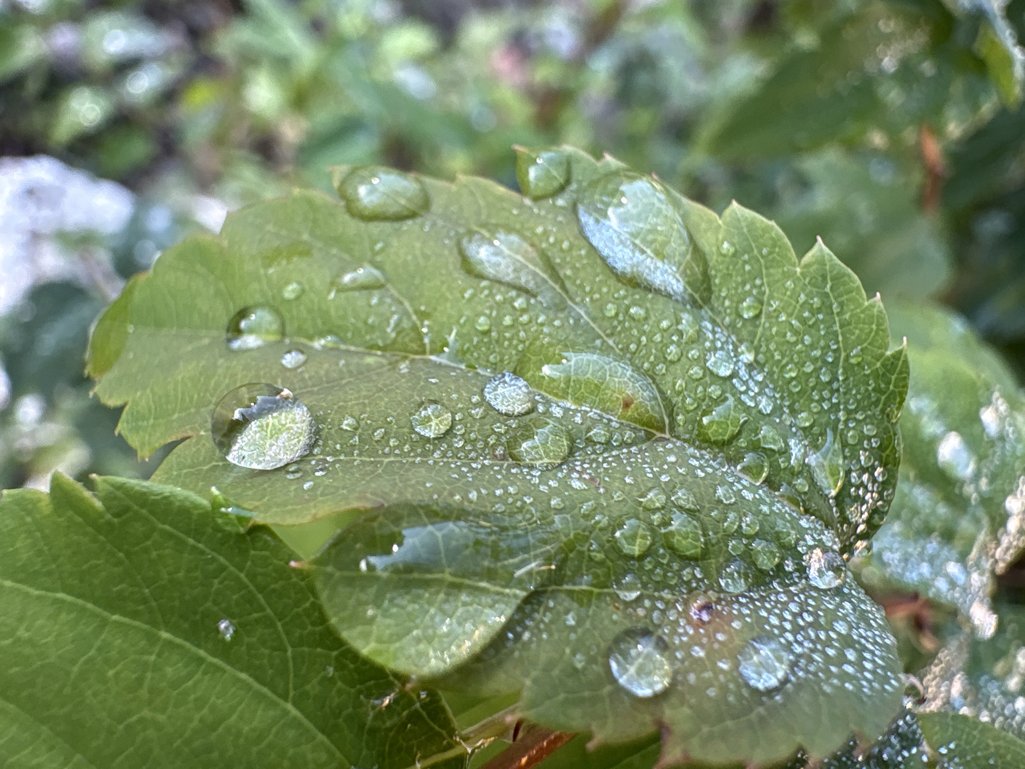 The image is a close-up, vertical, natural light photograph of a green leaf covered in water droplets. The leaf has visible veins and a serrated edge. The water droplets are of various sizes, some appearing as small dew points and others as larger, distinct drops. Sunlight reflects off the surfaces of some of the larger droplets, creating bright highlights. The background is out of focus, showing more green foliage and some blurred ground cover. There are no people or man-made objects visible in the image. The specific location in Kungur, Russia, is not discernible from the visual information provided in the image.