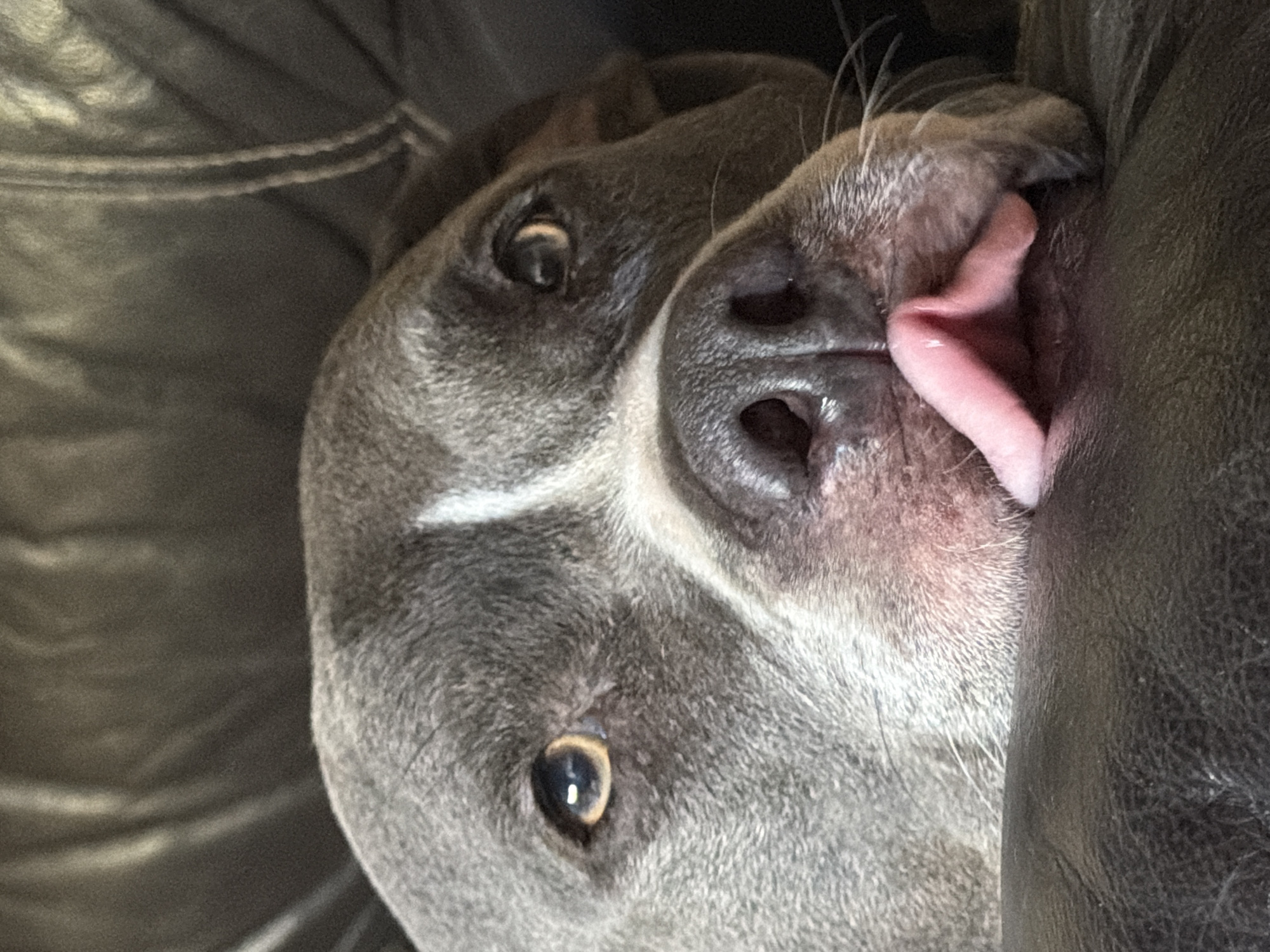 A close-up, eye-level, indoor shot shows the face of a grey pit bull dog resting on a dark, leather surface, possibly a couch. The dog's head is tilted slightly to the left, with its body out of frame. Its snout is prominent, with a pink tongue peeking out from the side of its mouth and resting on the leather. The dog's eyes are amber colored, and one eye is partially obscured by its head. A white stripe runs down the center of its forehead. The background is out of focus, showing the texture of the dark leather. The scene is devoid of any identifiable landmarks or specific locations within Esch-sur-Alzette, Luxembourg.