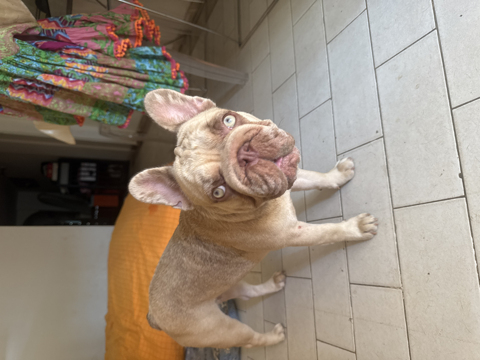 A light brown French bulldog stands on a tiled floor, looking directly at the camera. The dog has prominent ears, a wrinkled snout, and light green eyes. In the background, a large orange cushion or beanbag is visible on the left, and a colorful, patterned fabric hangs on the right, possibly a dress or curtain. Shelving units with various items are in the background on the right. The setting appears to be an indoor space, likely a room in a home. No specific details indicate the location is San Benedetto del Tronto, Italy.
