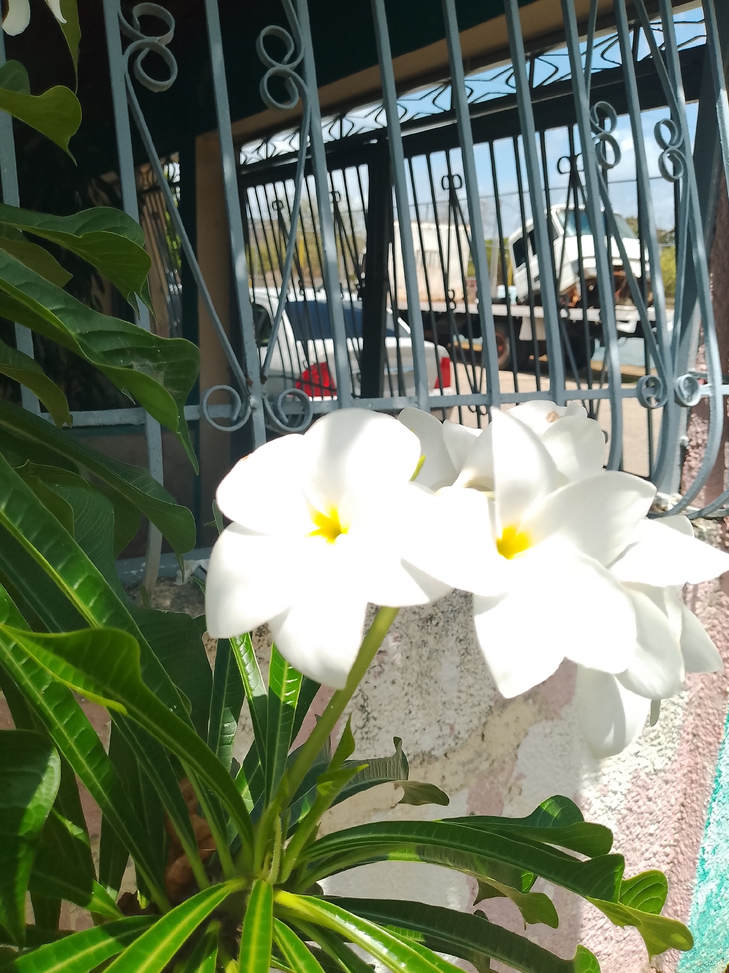 A close-up shot shows white flowers with yellow centers, possibly Plumeria, in the foreground. They are partially obscured by vibrant green leaves. In the background, a grey metal fence with decorative scrollwork stands in front of a building. Through the fence, a white truck with a visible red element, possibly a brake light, is parked. The wall behind the flowers is textured and displays streaks of pink and white paint. The scene appears to be outdoors, under daylight. The specific location in Santa Ana, Venezuela, is not discernible from the visual information provided.