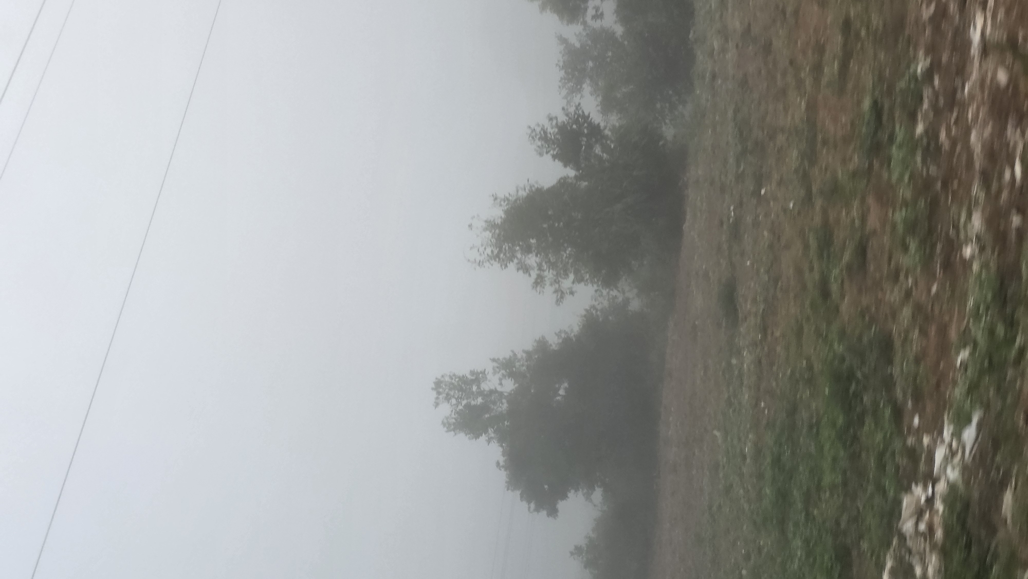 The image shows a foggy landscape near Tân Cảnh, Vietnam. The fog obscures the background, making it difficult to discern details. In the foreground, there are trees and vegetation. The ground is covered with grass, rocks, and other debris. Powerlines are visible in the upper left corner of the image.
