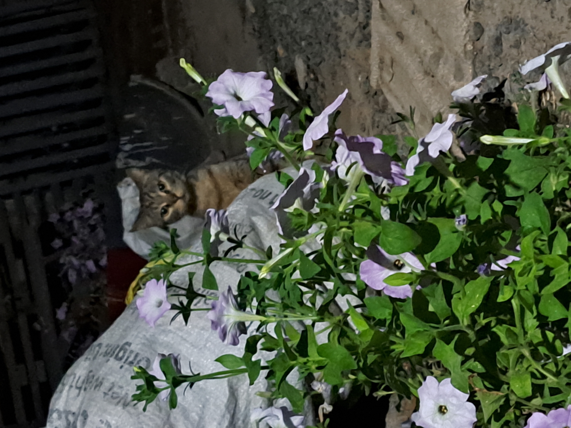 In Vypasne, Ukraine, a tabby cat with alert eyes is partially obscured by a cluster of light purple petunias in the foreground. The cat is positioned behind a white, textured bag, with its head and shoulders visible. The background consists of dark, out-of-focus elements including vertical dark structures, a dark barrel or container, and a reddish object. The ground is rough and appears to be gravel or dirt. The lighting suggests it is nighttime or a dimly lit area.