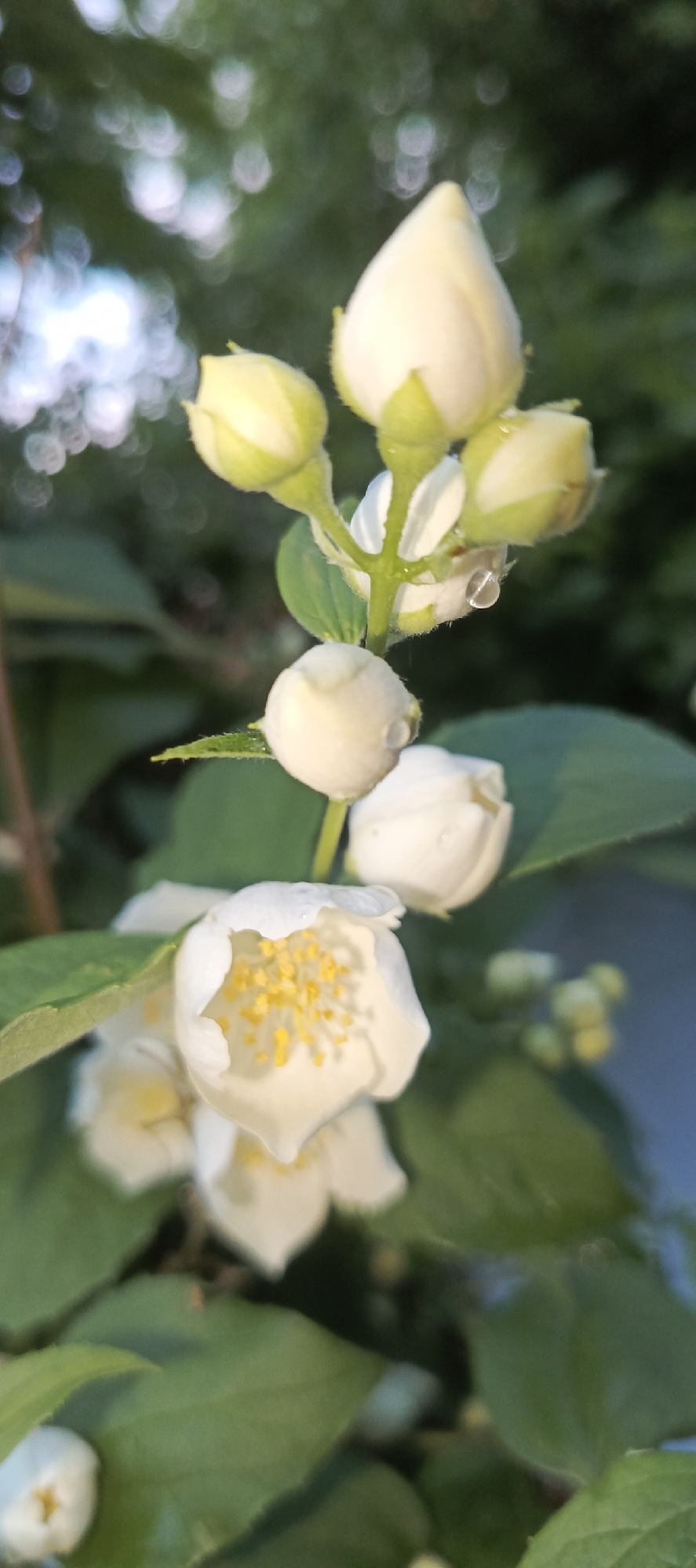 A close-up, vertical, eye-level shot captures a cluster of white jasmine flowers with yellow stamens, some in bloom and others as buds, against a blurred green background of leaves and dappled sunlight. A small water droplet is visible on one of the flower buds. The image appears to be taken outdoors, likely in a garden or natural setting. There is no indication of the city of Merchalovo, Russia, or any people, actions, or interactions in the scene. The overall lighting suggests it may be late afternoon or early morning.