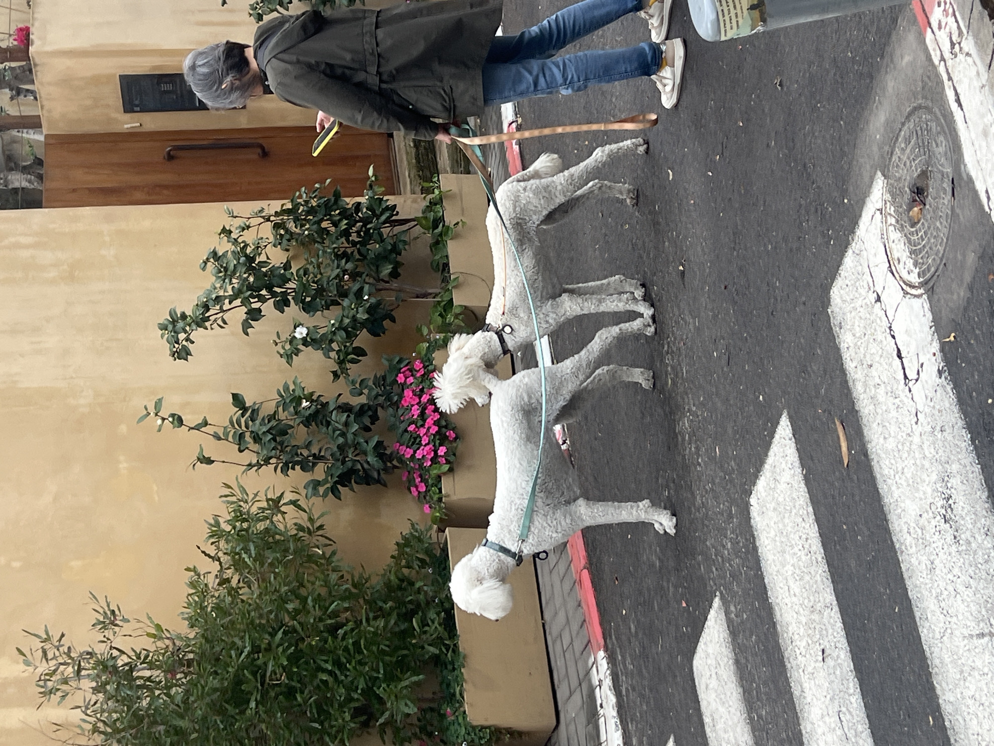 A medium-shot depicts a pedestrian with three white poodle-like dogs on leashes, walking on a street in Tel Aviv, Israel. The pedestrian, possibly female, is wearing a light green jacket, blue jeans, and white sneakers with yellow soles, and has gray hair. She holds a yellow object and a wooden stick in her hands, which connects to the dogs' leashes. The dogs are on a crosswalk. To the left is a beige building facade with greenery, including bushes, shrubs, and pink flowers. A utility cover is visible in the street near the crosswalk.