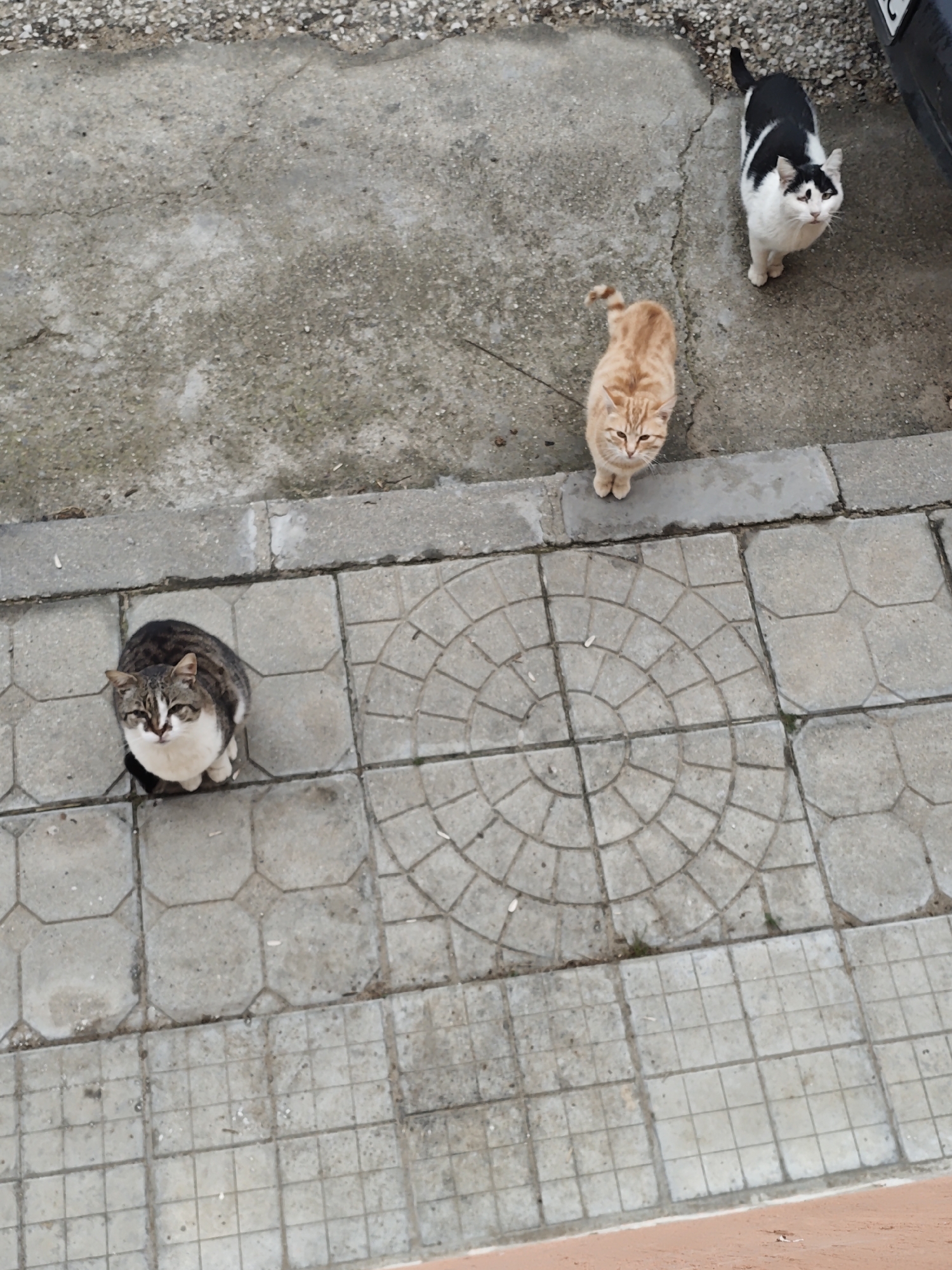 The image shows three cats on a street or sidewalk in the city of Unknown, Unknown. One cat is grey and white, positioned on octagonal pavement stones with a circular pattern. A second cat is orange, standing on the edge of the pavement. The third cat is black and white, located on the concrete near a vehicle.
