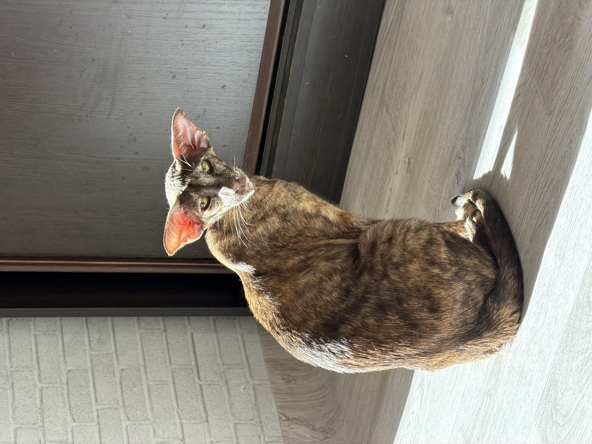 A brown and tan Oriental Shorthair cat is resting on a light-colored wooden floor near a dark gray wall with a narrow brown border. The wall is adjacent to a white brick wall. Sunlight is shining on the floor, creating bright patches. The cat is looking upwards towards the camera. The location is Chaikovsky, Russia.