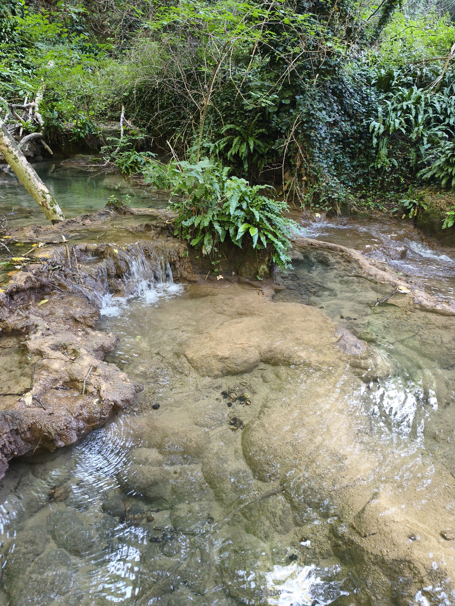 This is a vertical, medium-shot, eye-level photograph of a shallow, clear stream flowing over a rocky, sandy bed in the Krushuna Waterfalls area of Krushuna, Bulgaria. The stream is surrounded by lush, dense vegetation, including ferns and ivy covering the banks. A small, short waterfall is visible in the mid-left of the frame, with water cascading over brown, moss-covered rocks. A fallen tree trunk, covered in bark, lies diagonally across the upper left portion of the stream. The water is tranquil, with ripples reflecting the dappled sunlight filtering through the trees. The overall impression is one of a serene, natural environment.