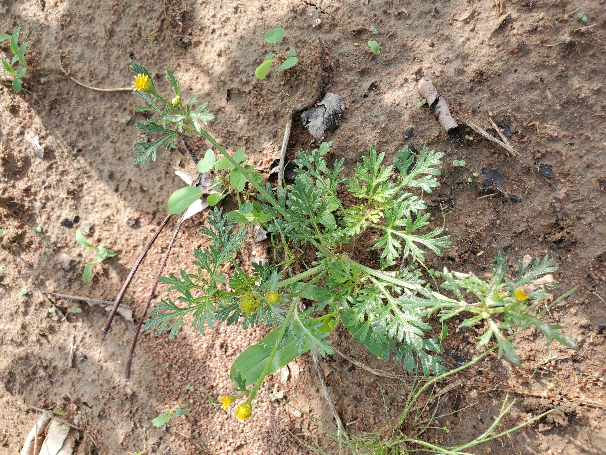 The image depicts a patch of ground in Mararaba, Nigeria. The soil is reddish-brown and appears dry. A plant with serrated green leaves and small yellow flowers is growing in the center of the frame. There are also a few small, unidentified seedlings scattered around the plant. Debris such as twigs and dead leaves are visible on the ground. No people or animals are present.