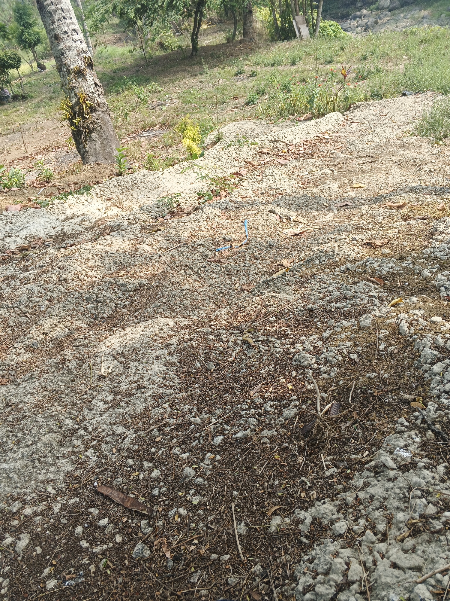 The image depicts an outdoor scene with a focus on a gravelly, uneven ground surface. In the background, a tall, rough-barked tree trunk dominates the left side of the frame, with some epiphytic plants growing on it. Beyond the tree, there is vegetation, including trees and a grassy area, suggesting a natural or semi-natural environment. The ground is covered with small gray stones and dried plant debris, including leaves and twigs. There are also some scattered areas of exposed soil and small green plants emerging from the gravel. In the mid-ground, a single strelitzia flower with orange and blue petals is visible among the green foliage. A blue plastic object is also partially visible on the gravel. The lighting suggests a sunny day, with shadows cast across the ground. This scene is consistent with an undeveloped or partially developed area, such as the outskirts of Sukabumi, Indonesia, where such terrain and vegetation are common.