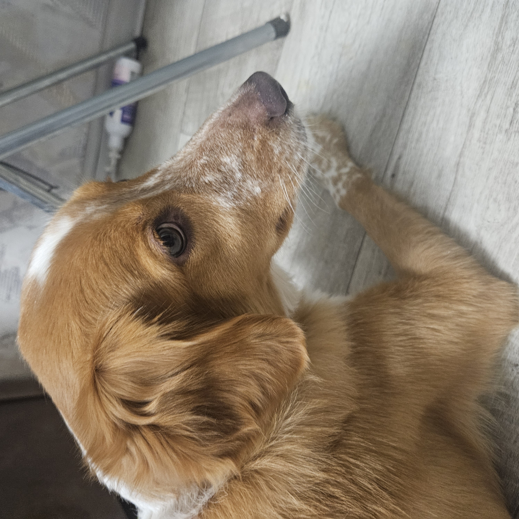 A medium shot shows a medium-sized dog with tan and white fur lying on a light-colored wooden floor. The dog is facing to the right, with its head slightly lowered. Its eyes are open and looking to the right. The dog's fur is short and somewhat shaggy. A white stripe runs from its forehead up over its head. The dog's nose is dark pink. The background is out of focus, but it appears to be an indoor setting with a gray wall and the legs of a metal chair. The image was taken in Chelyabinsk, Russia.