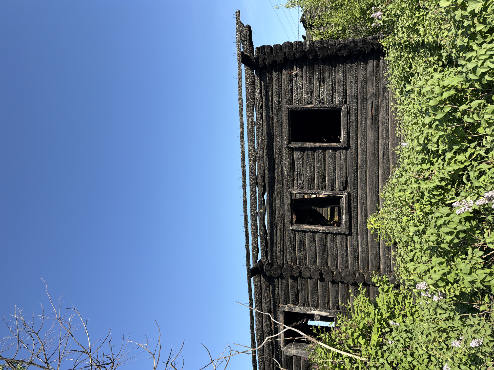 The image shows a severely fire-damaged two-story log structure against a clear blue sky. The charred timbers are prominent, particularly around the window openings, which are void of glass. Lush green foliage grows adjacent to the building, partly obscuring the lower section. Skeletal branches are visible near the bottom of the frame. The location in the city of Chaikovsky, Russia is not evident from the image alone.