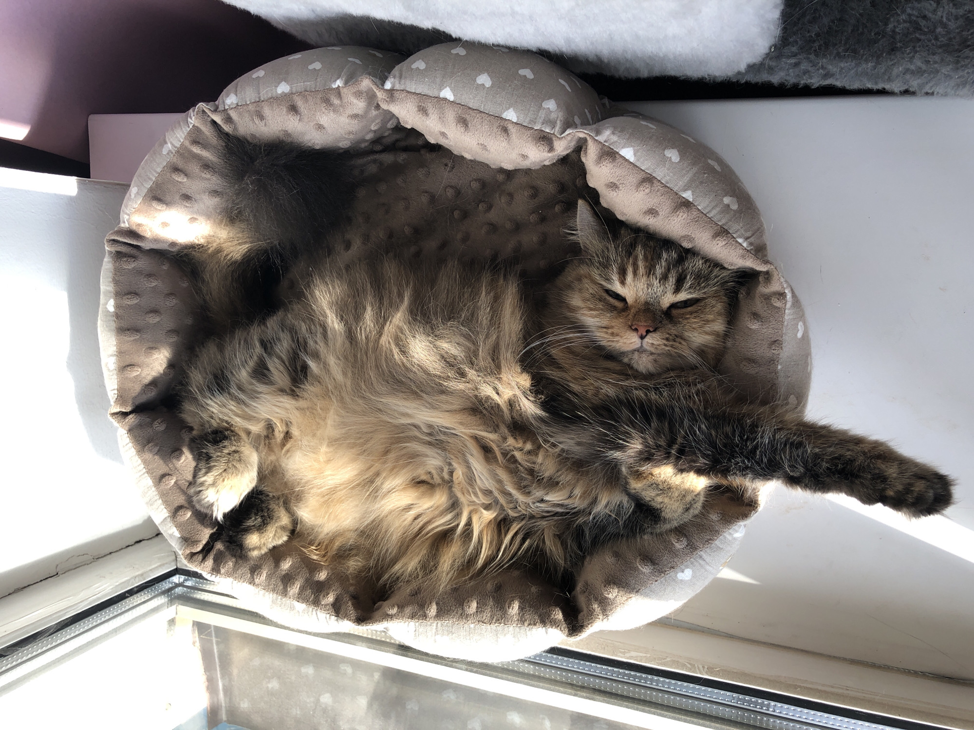 A fluffy tabby cat is sleeping on its back in a circular pet bed. The bed is light brown with a pattern of darker brown polka dots and small white hearts. Sunlight streams in from the left, illuminating the cat and casting shadows on the bed. The cat's eyes are mostly closed, and its fur is a mix of brown, black, and lighter brown. One of its front paws is extended upwards, and its tail is curled around its body. The pet bed is placed on a windowsill, with a window to the left and a wall behind it. The environment appears to be indoors, likely in a residential setting.