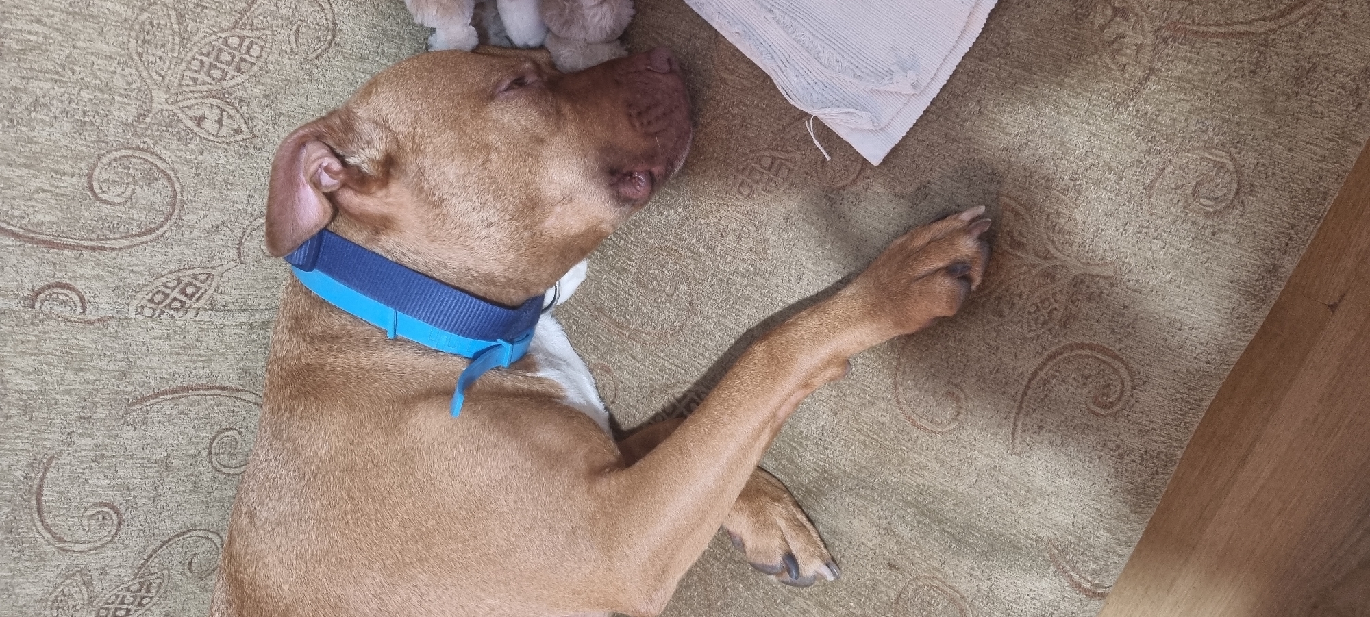 A reddish-brown dog is captured sleeping soundly on a patterned carpet in an indoor setting. The dog, likely a Pit Bull or similar breed, is lying on its left side with its eyes closed, conveying a sense of deep relaxation. It wears a blue collar, featuring a darker blue main strap and a lighter blue section near the buckle, with a small, light blue tag or strap dangling from it.
Near the dog's head, partially obscured, is a crumpled, light-colored fabric object, possibly a worn white or off-white blanket or towel, showing some fraying at its edge. The dog's forelegs and hind paws are visible, stretched out on the carpet.
The carpet has a muted beige or light green base color with an intricate pattern in darker brown or green tones, depicting swirls, leaf-like motifs, and geometric shapes. To the right side of the frame, a strip of wooden flooring is visible, indicating the carpet does not cover the entire floor. The overall scene suggests a quiet, comfortable home environment. There is no visible text in the image.