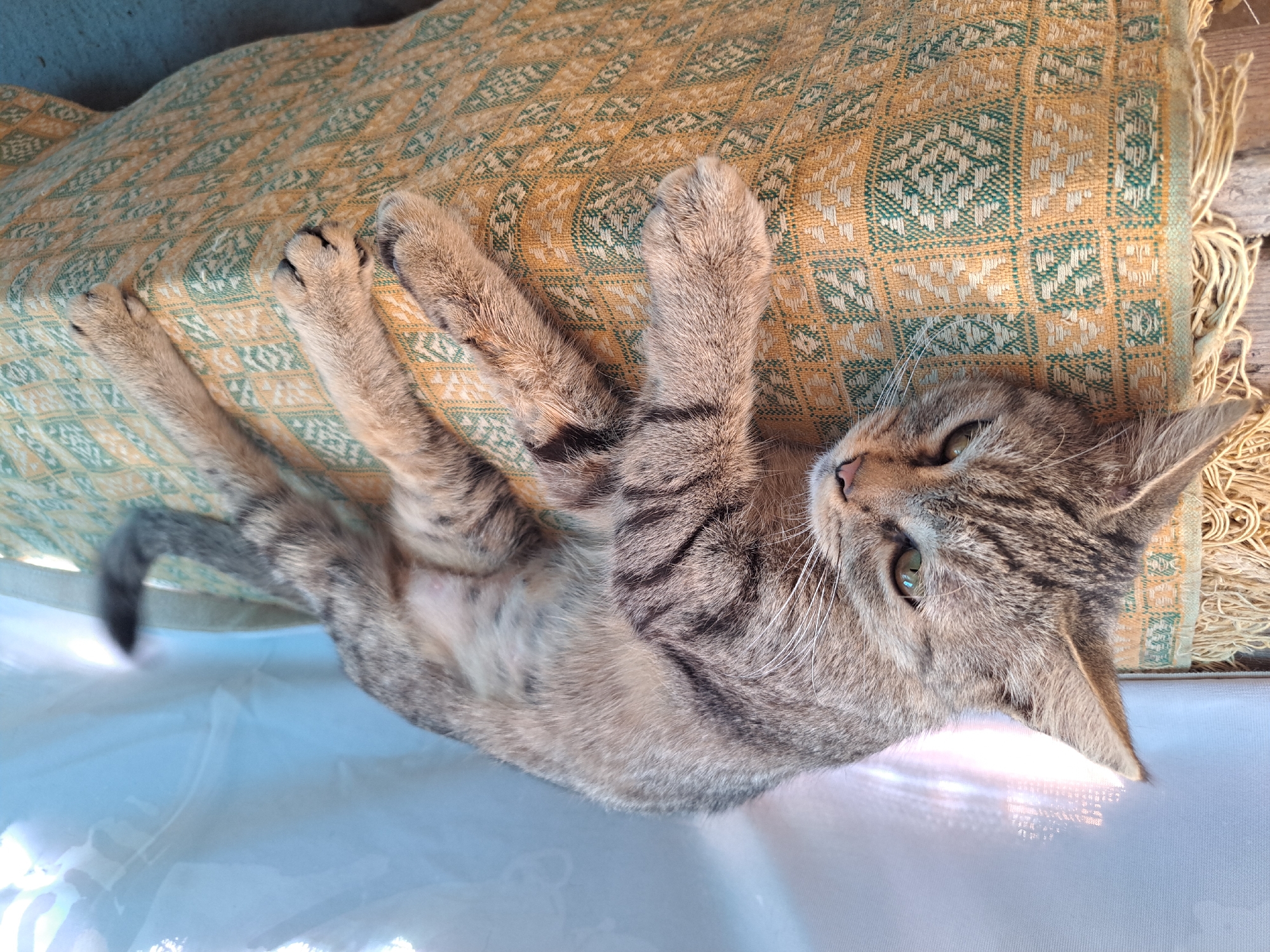 A tabby cat with green eyes is resting on a patterned cushion outdoors. The cat is lying on its side, with its head resting on the cushion. The cushion has a yellow and green geometric pattern and is fringed with light-colored tassels. In the background, a white translucent curtain is illuminated by sunlight, creating a bright, diffused effect. The scene appears to be a peaceful outdoor setting, possibly a garden or patio. The location in Vypasne, Ukraine is not depicted in the image.