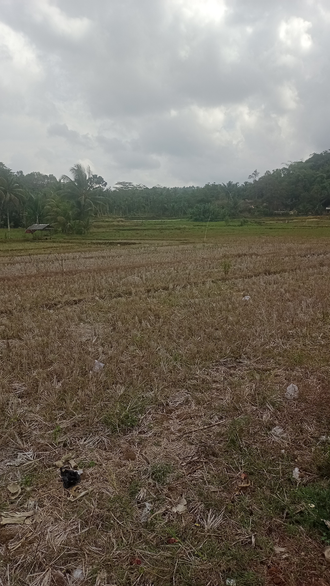 The image depicts a rural landscape in Panyiaran, Indonesia. The foreground is a dry, harvested rice field, characterized by stubble and scattered debris. In the midground, there are more rice paddies, some appearing green and cultivated, while others are fallow. A small, rustic shelter with a thatched roof is visible in the distance, nestled among trees. The background features a dense, green forest covering rolling hills. The sky is overcast with grey clouds. The overall impression is one of an agricultural area in a tropical climate.
