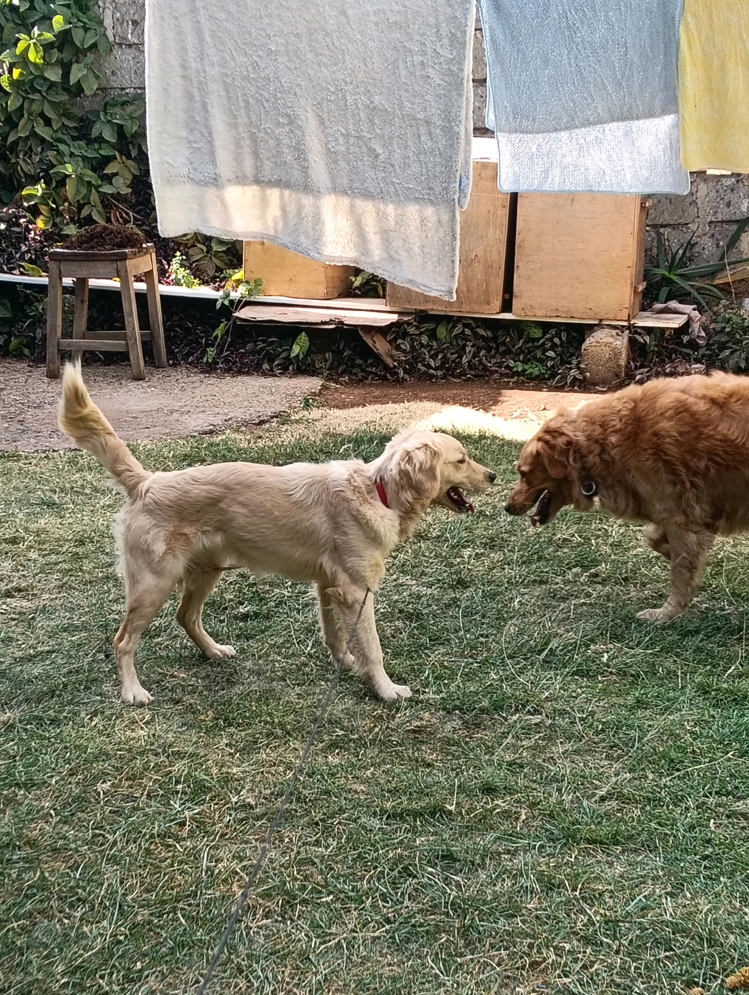 Two golden retrievers are interacting on a grassy yard. The dog on the left is lighter in color with its tail raised. The dog on the right is darker and appears to be facing the other dog. The yard has green grass and is bordered by a low stone wall and some greenery. In the background, there are wooden structures and towels hanging on a clothesline. The scene appears to be outdoors in a residential area. The presence of drying towels suggests a domestic setting, likely a backyard. The stone wall is typical of many older homes in Nairobi.