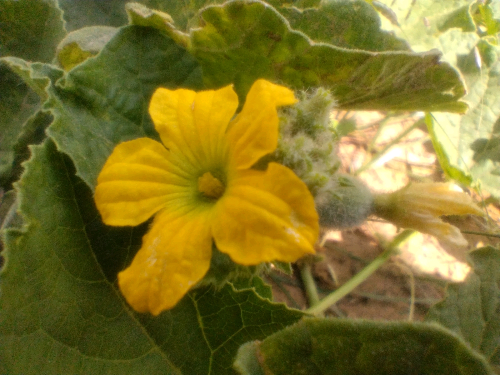 A close-up, slightly blurry, medium shot focuses on a yellow flower in bloom, likely from a gourd or squash plant, set against a backdrop of lush green foliage and a hint of dry, brown earth. The flower, positioned slightly left of center, displays five prominent, ruffled petals radiating from a central, yellow pistil. Several small, fuzzy, green buds are clustered to the right of the flower, some appearing to be developing fruits, and a nascent yellow flower is also visible on the far right, slightly out of focus. The surrounding leaves are large, with deeply serrated edges and a textured, almost velvety surface, common to cucurbit plants. The lighting is natural, with a soft glow illuminating the flower petals and creating subtle shadows. The overall impression is one of natural growth and fertility within a garden or agricultural setting. The image provides no specific indicators of the city of Babaira, India.