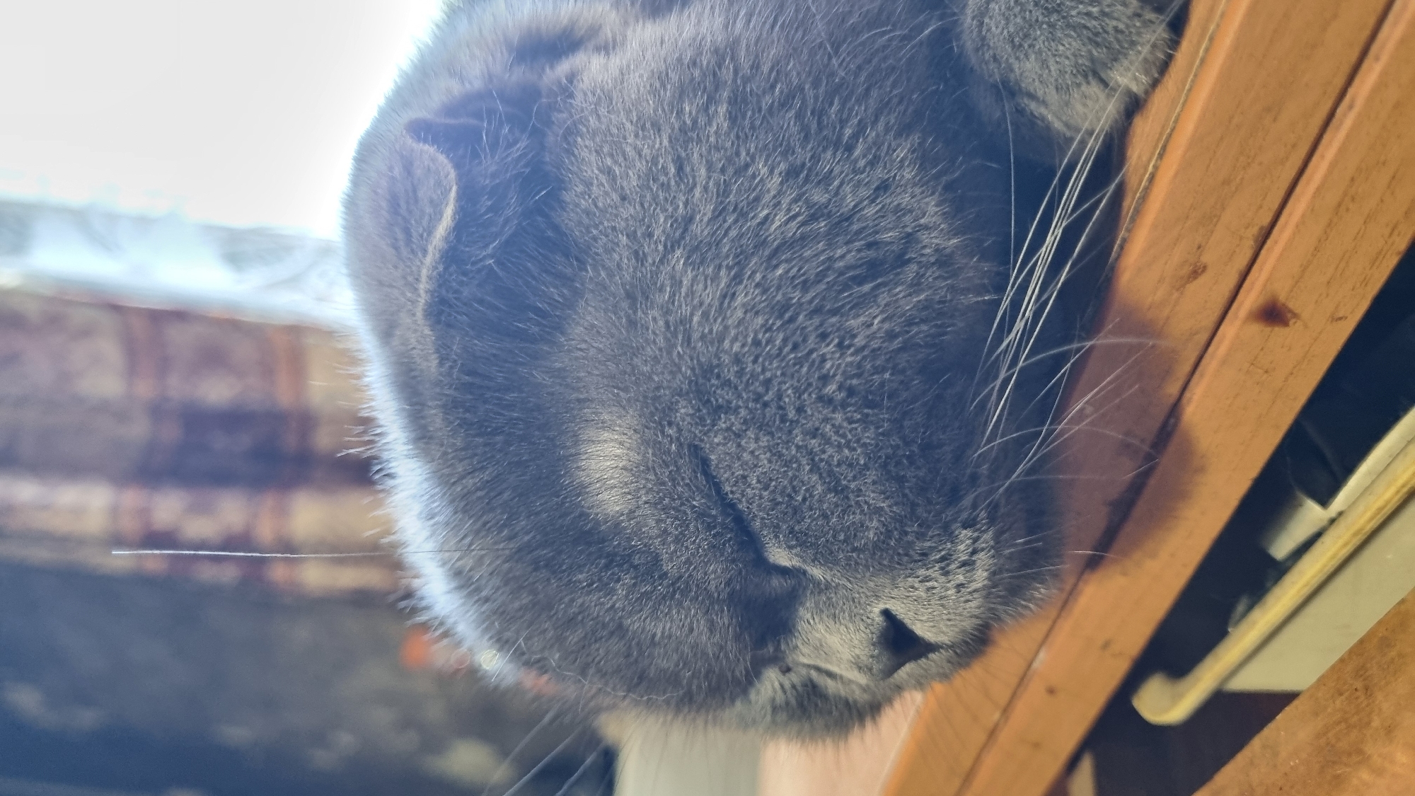 A close-up, eye-level, vertical shot shows a sleeping gray Scottish Fold cat. The cat is lying on a wooden surface, possibly a table or desk. Its eyes are closed, and its head is resting on its paws, which are out of frame. The cat's fur is soft and appears to be short. A single strand of light-colored hair, possibly from the cat or something else in the environment, is visible standing upright near the cat's head. In the background, a blurred curtain with a striped pattern can be seen. The scene appears to be indoors, with soft lighting suggesting it might be daytime. The location is not specified as Vysokoe, Russia in the image data.