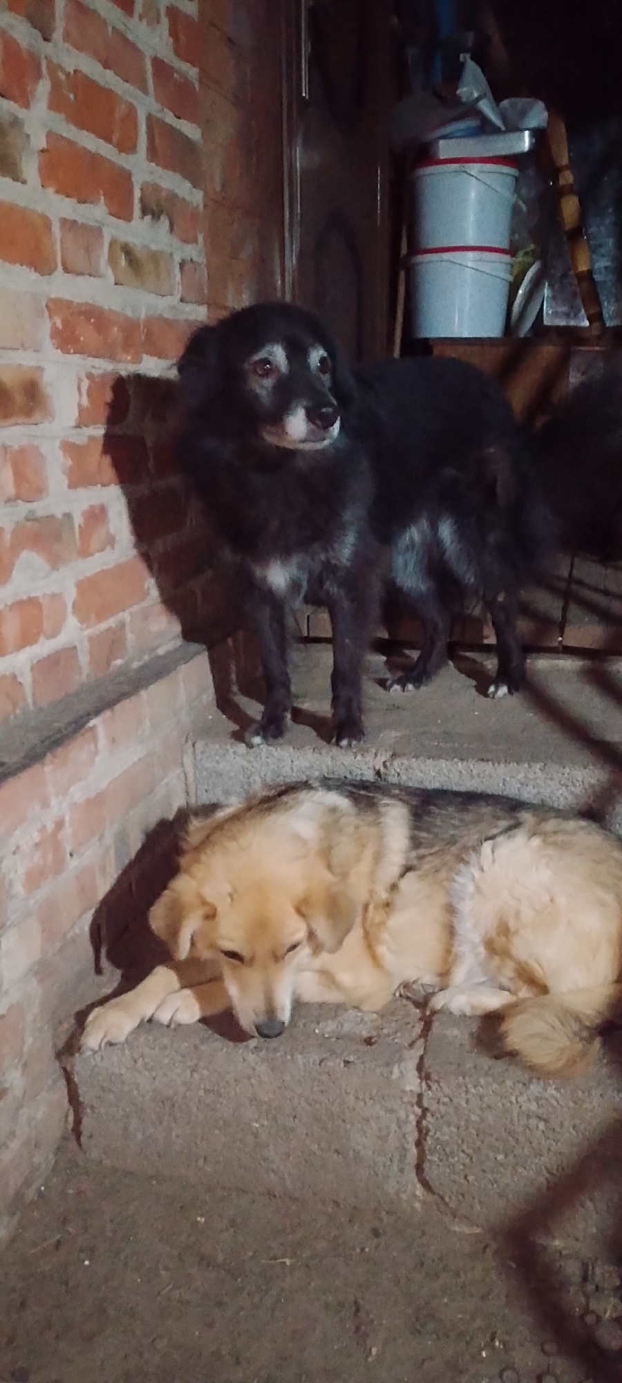Two dogs are in a dimly lit outdoor area with a brick wall to the left and shelves with various objects to the right. A black dog with white markings on its chest stands on a raised concrete platform, looking to the right. In front of it, a tan and brown dog is lying down on a lower concrete step, facing left and with its eyes closed. The environment appears to be a backyard or alley in the city of Belgorod, Russia.
