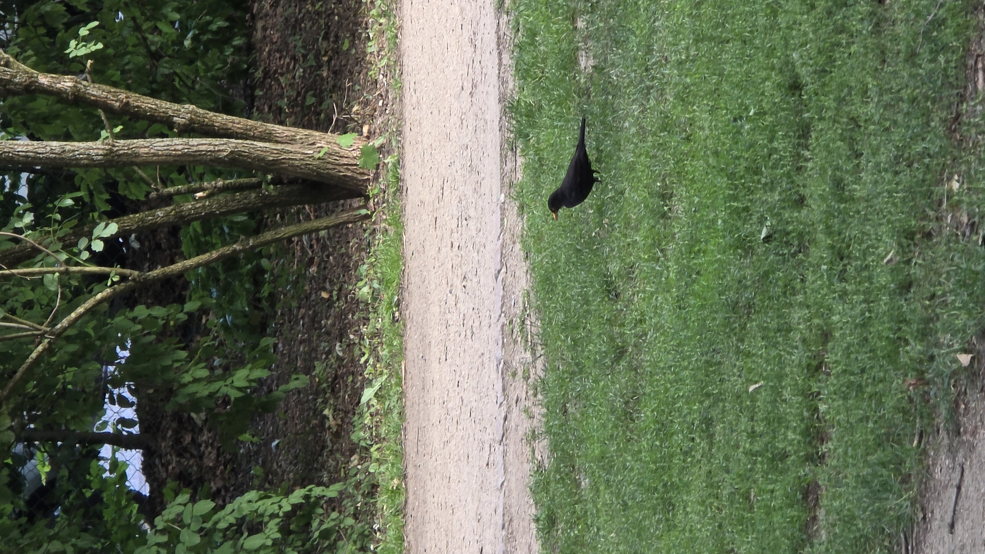 A solitary black bird with an orange beak stands on lush green grass in an outdoor setting. The bird is positioned on the right side of the frame, facing left. Behind the grass, a light-colored gravel path runs horizontally across the image, separating the foreground from a background of trees and foliage. The trees are in full leaf, and the ground beneath them is covered in fallen leaves and debris. The lighting suggests it is daytime, likely overcast, as there are no harsh shadows. There are no people or other animals visible in the scene. The environment appears to be a park or a natural area within a city.